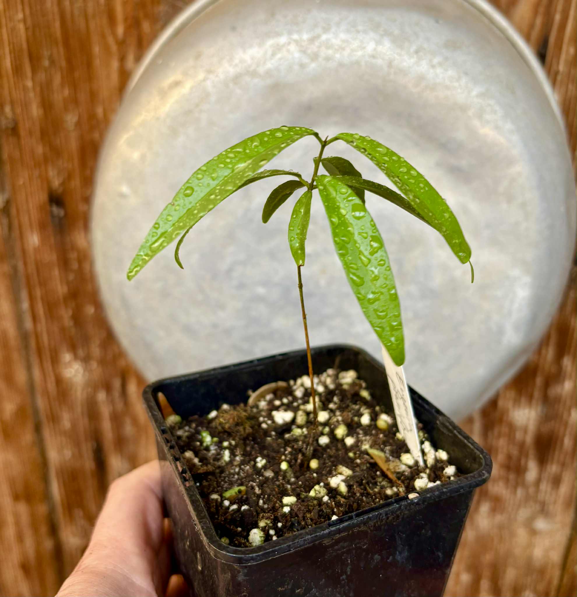 Eugenia pruniformis - Ameixa da Preta - 1 potted plant / 1 getopfte Pflanze