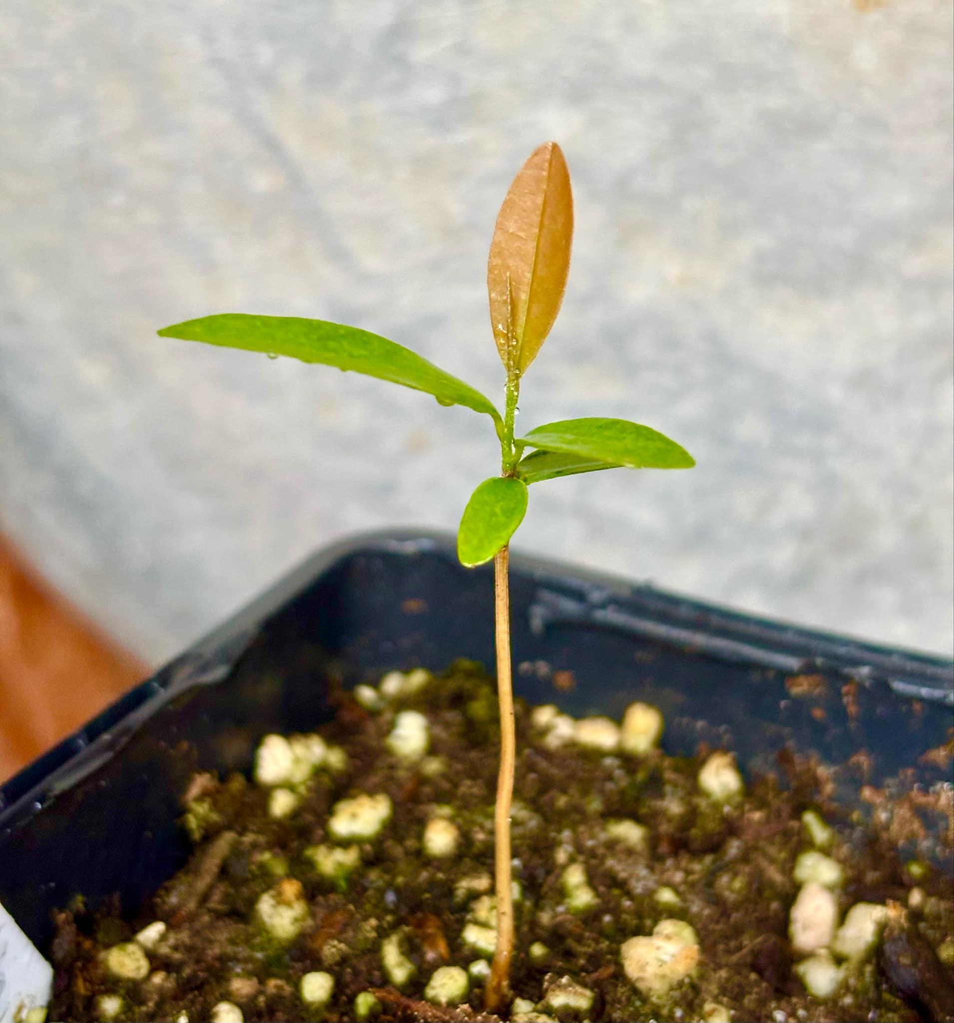 Duguetia sp Ceara - 1 small potted seedling / 1 kleiner, getopfter Sämling