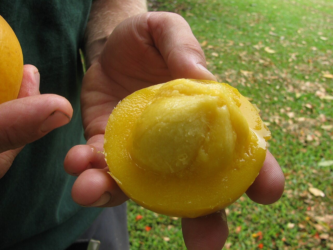 Pre Order - Yellow Mangosteen (Garcinia xanthochymus) - 1 fresh seed / 1 frischer Samen