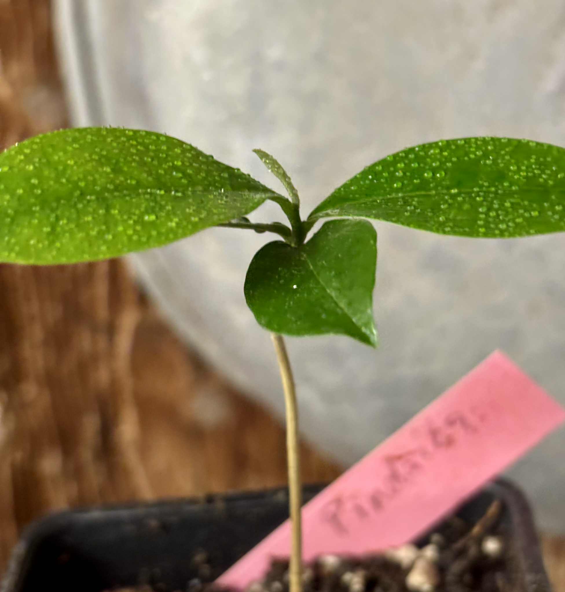 Duguetia lanceolata - Pindaiba - 1 small potted seedling / 1 kleiner, getopfter Sämling