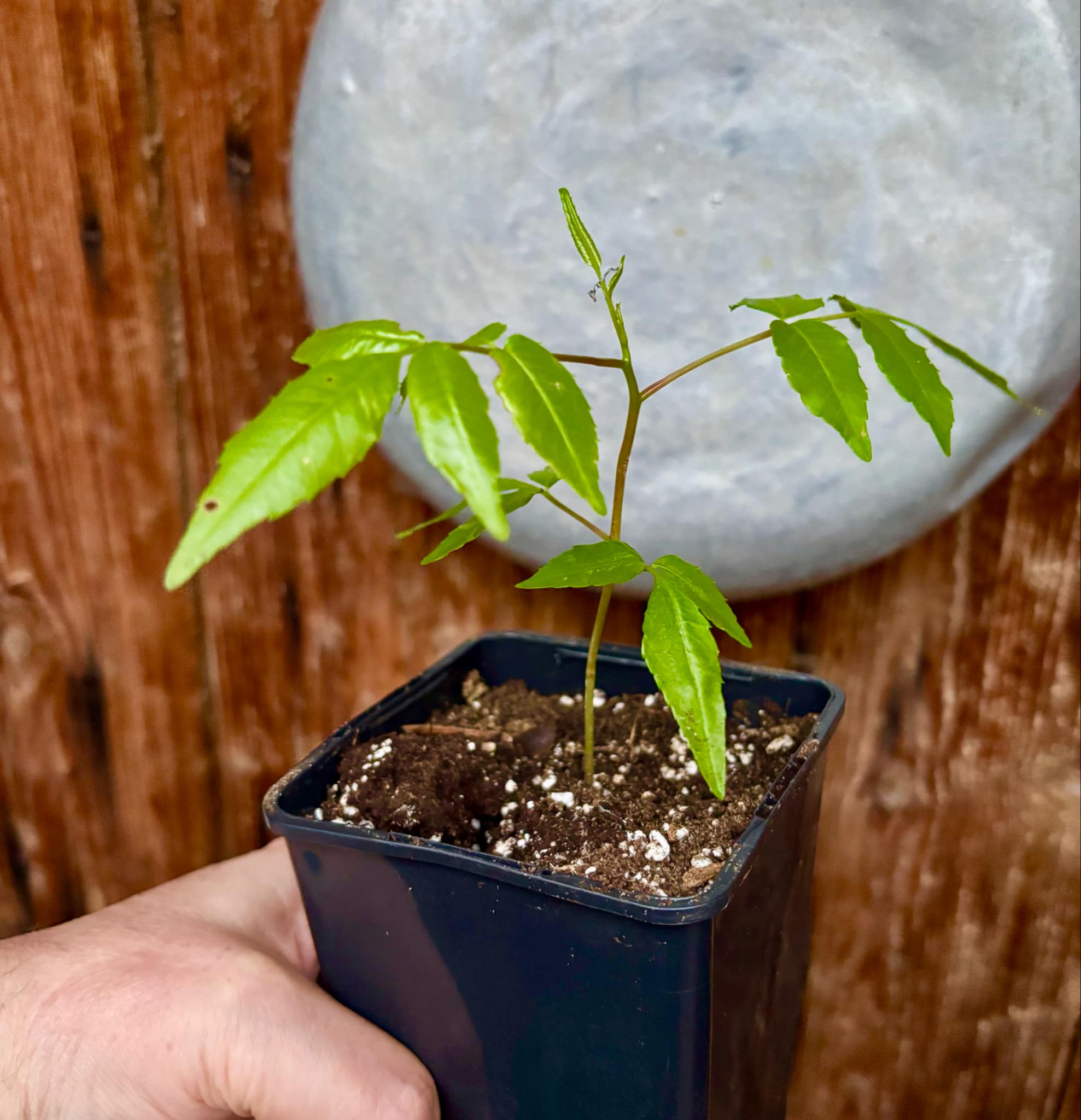 Ambarella (Spondias dulcis) -  1 potted seedling / 1 getopfter Sämling