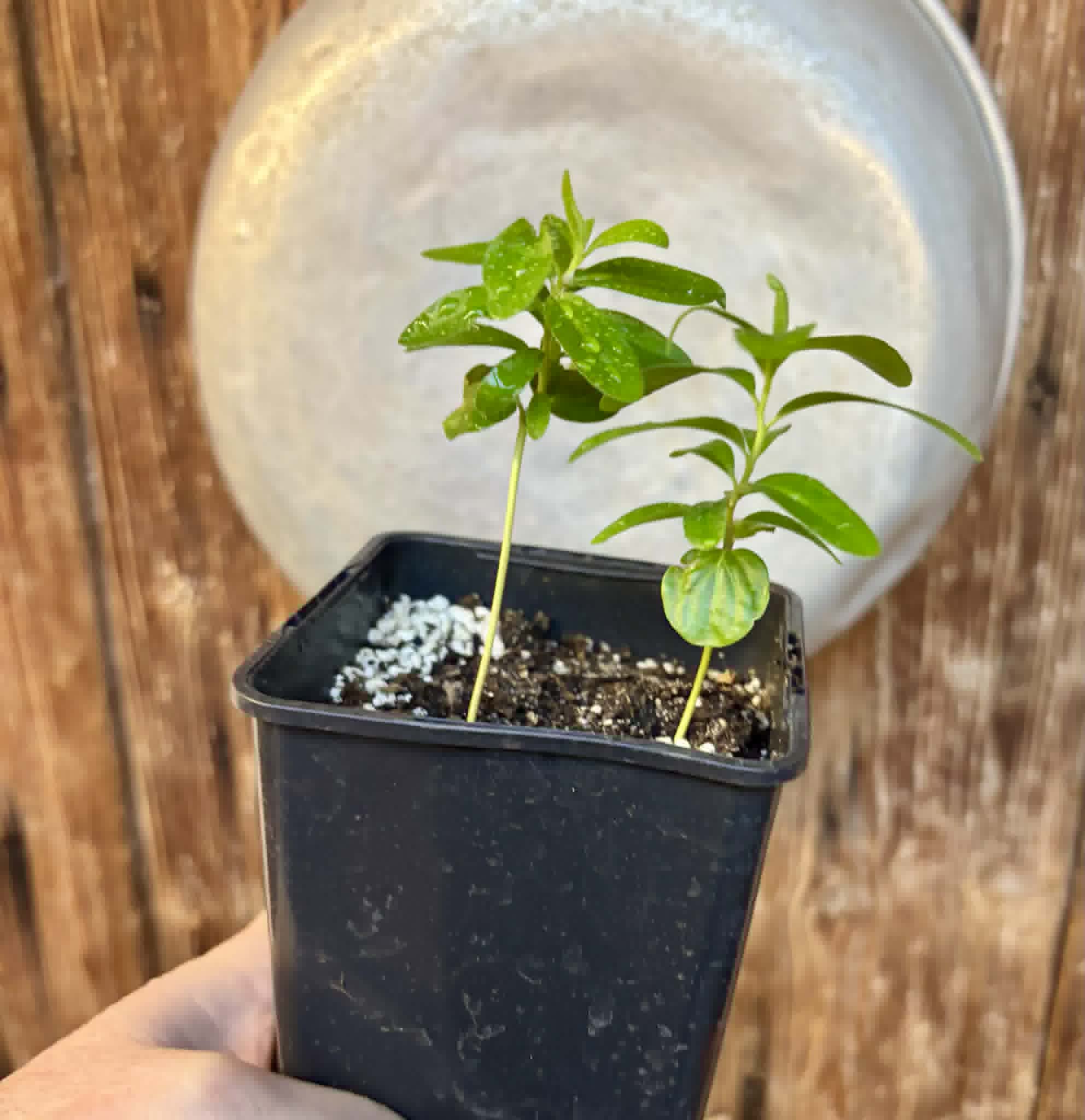 2 in 1 pot - Kei Apple (Dovyalis caffra) - 2 plants in one pot / 2 Pflanzen in einem Topf