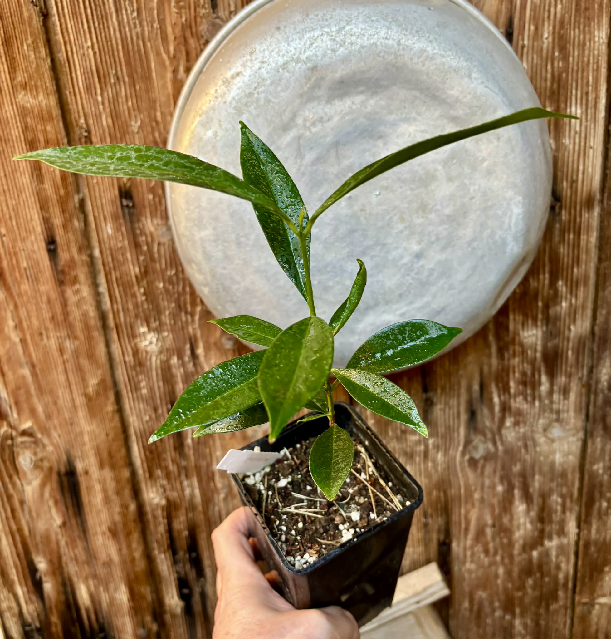 Syzygium cumini - 1 potted plant / 1 getopfte Pflanze