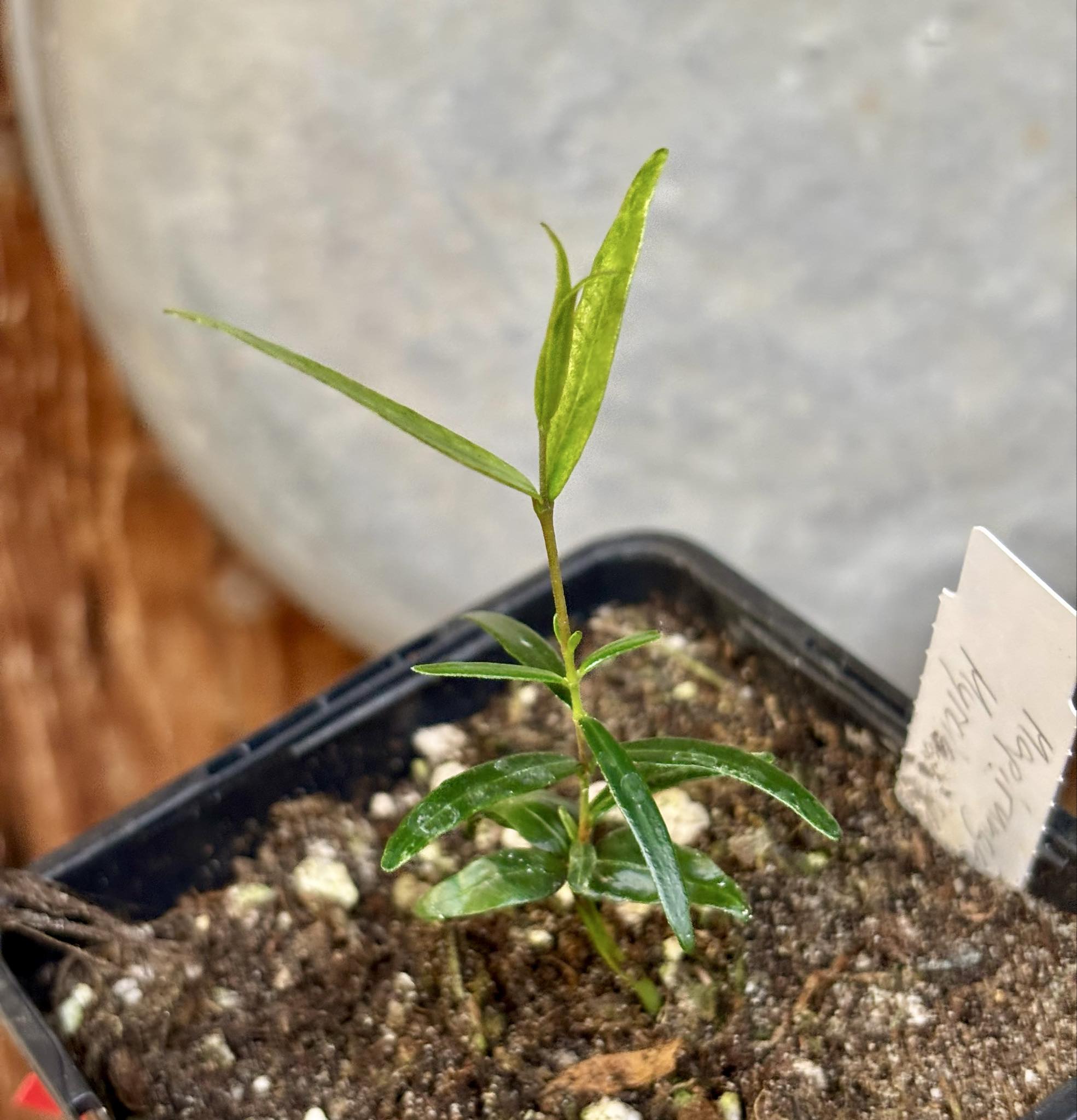 Mapirunga (Myrcia sp.)  - 1 small potted seedling / 1 kleiner, getopfter Sämling Mapirunga (Myrcia sp.)  - 1 small potted seedling / 1 kleiner, getopfter Sämling