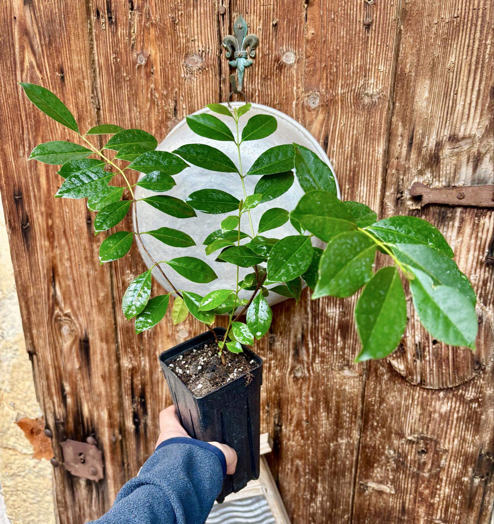 Psidium cattleyanum - Strawberry Guava  - 1 potted plant / 1 getopfte Pflanze