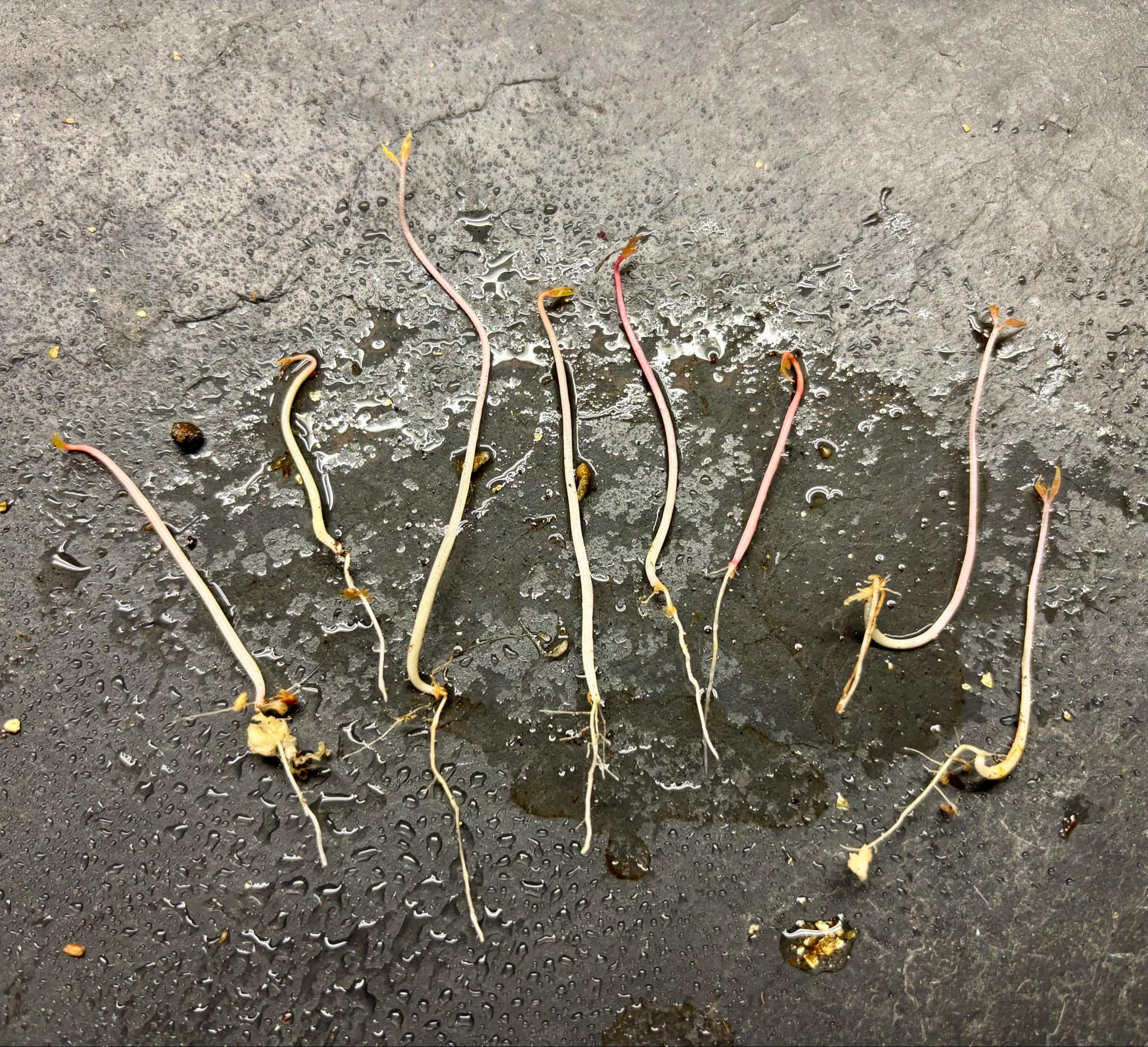 Campomanesia sessiliflora var. Bullata -  1 germinated seed / 1 gekeimter Samen