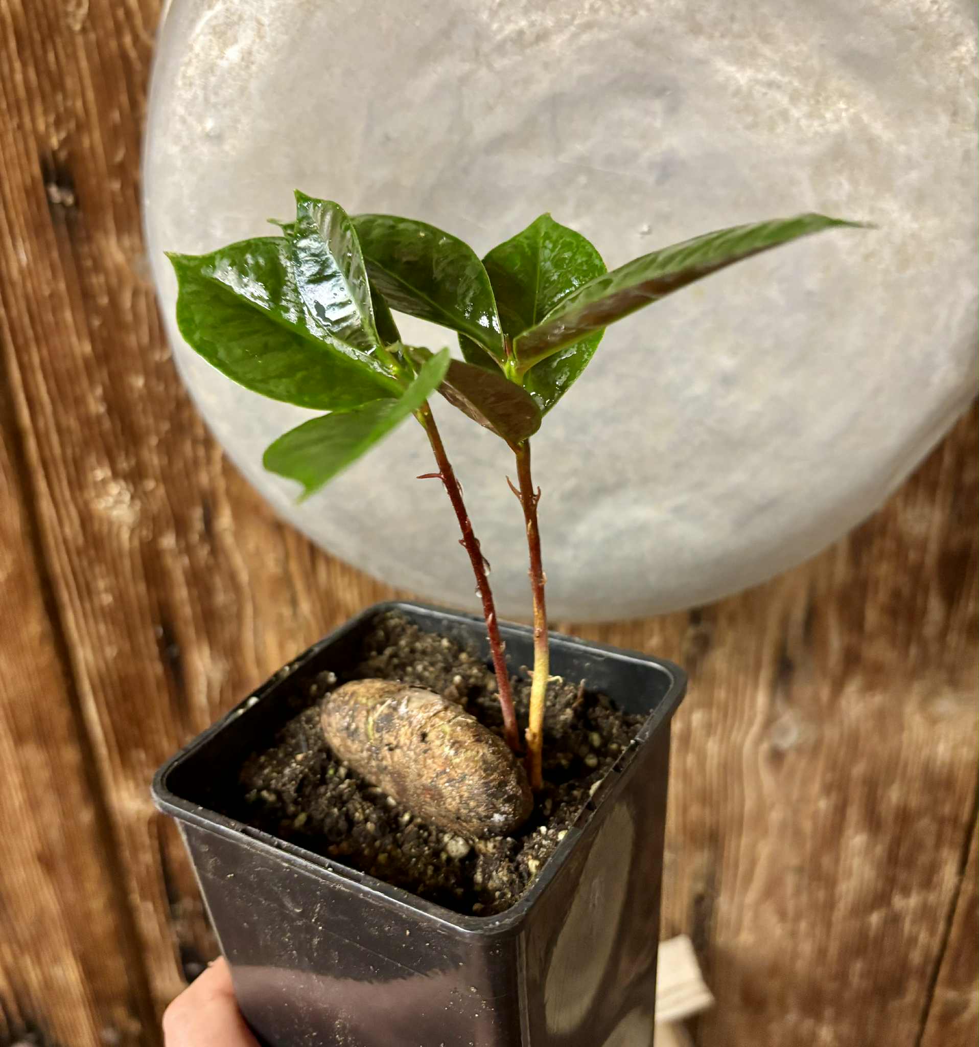 2 shots - Eugenia sp Terebinthina - 1 potted seedling / 1 getopfter Sämling