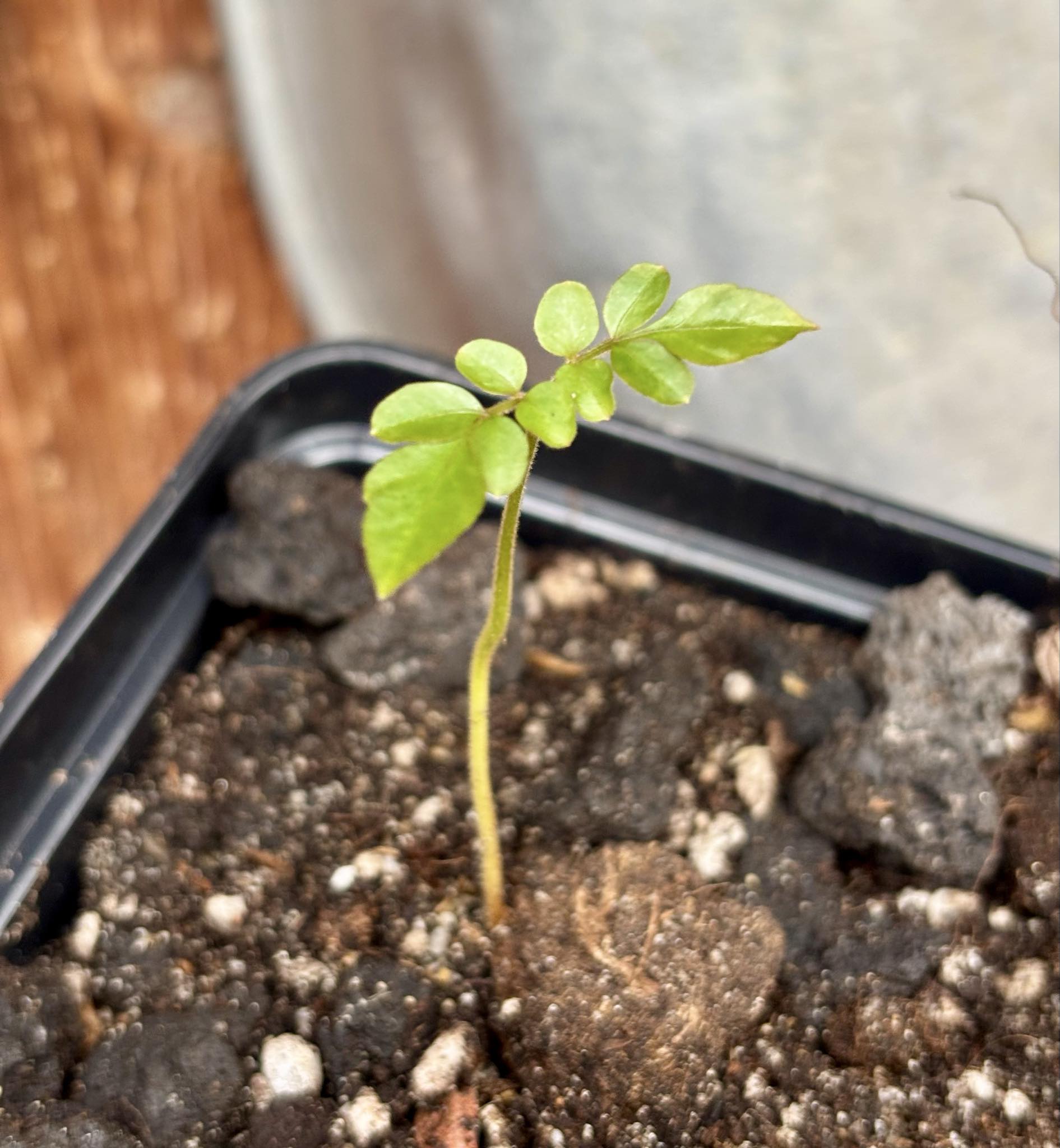 Guaraná-Samambaia (Paullinia rhomboidea) - 1 potted seedling / 1 getopfter Sämling Guaraná-Samambaia (Paullinia rhomboidea) - 1 potted seedling / 1 getopfter Sämling