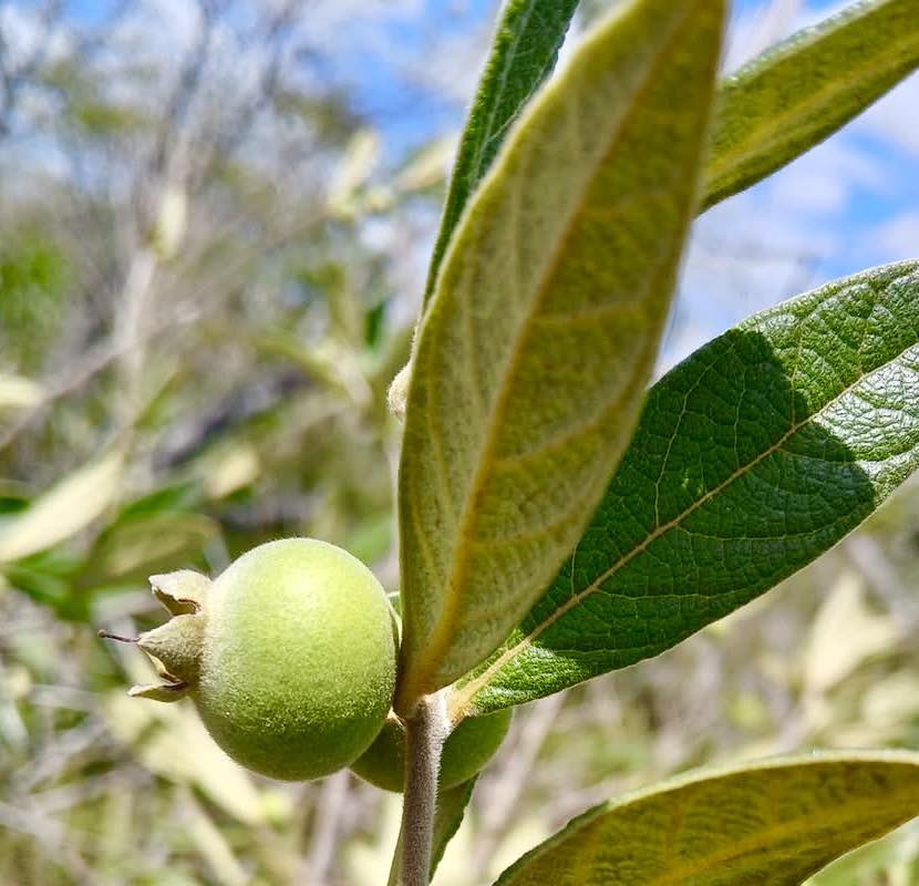Campomanesia sessiliflora var. Bullata -  1 fresh seed / 1 frischer Samen