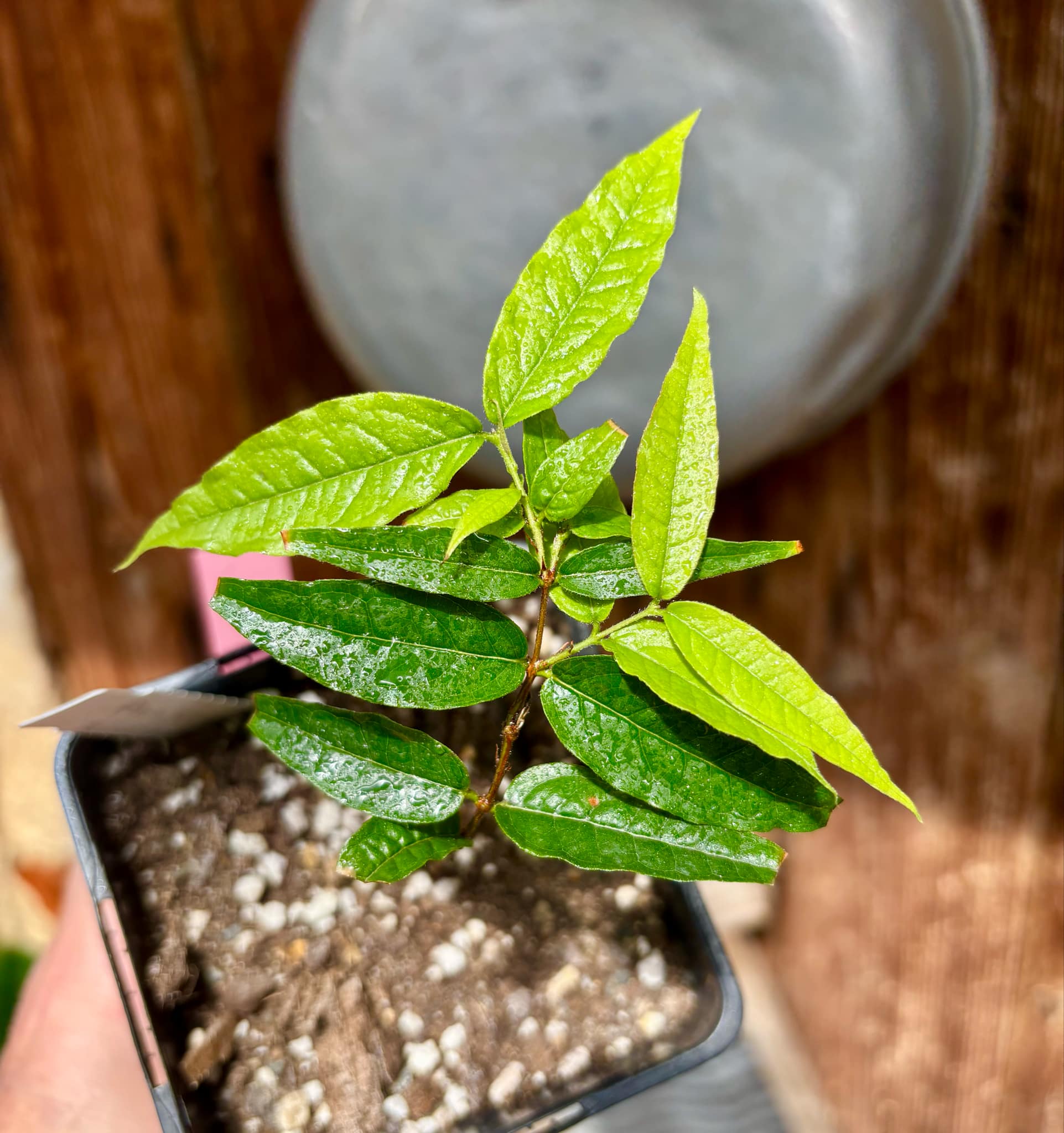Plinia spiritosantensis var. Mucuri Velvet - 1 potted plant/ 1 getopfte Pflanze