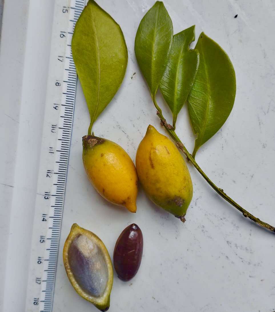 Pouteria aff egregia  -  1 fresh seed / 1 frischer Samen