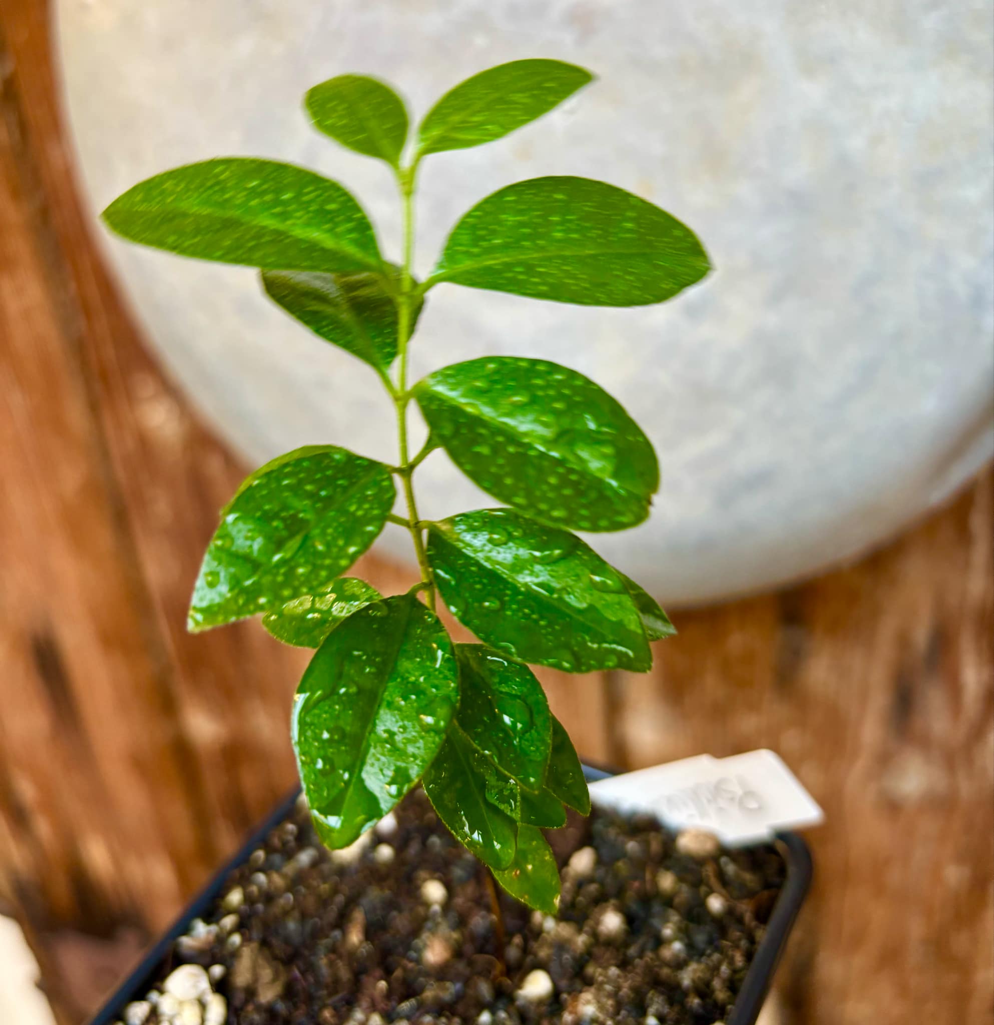 Purple Forest Guave - Psidium myrtoides  - 1 small potted seedling / 1 kleiner, getopfter Sämling