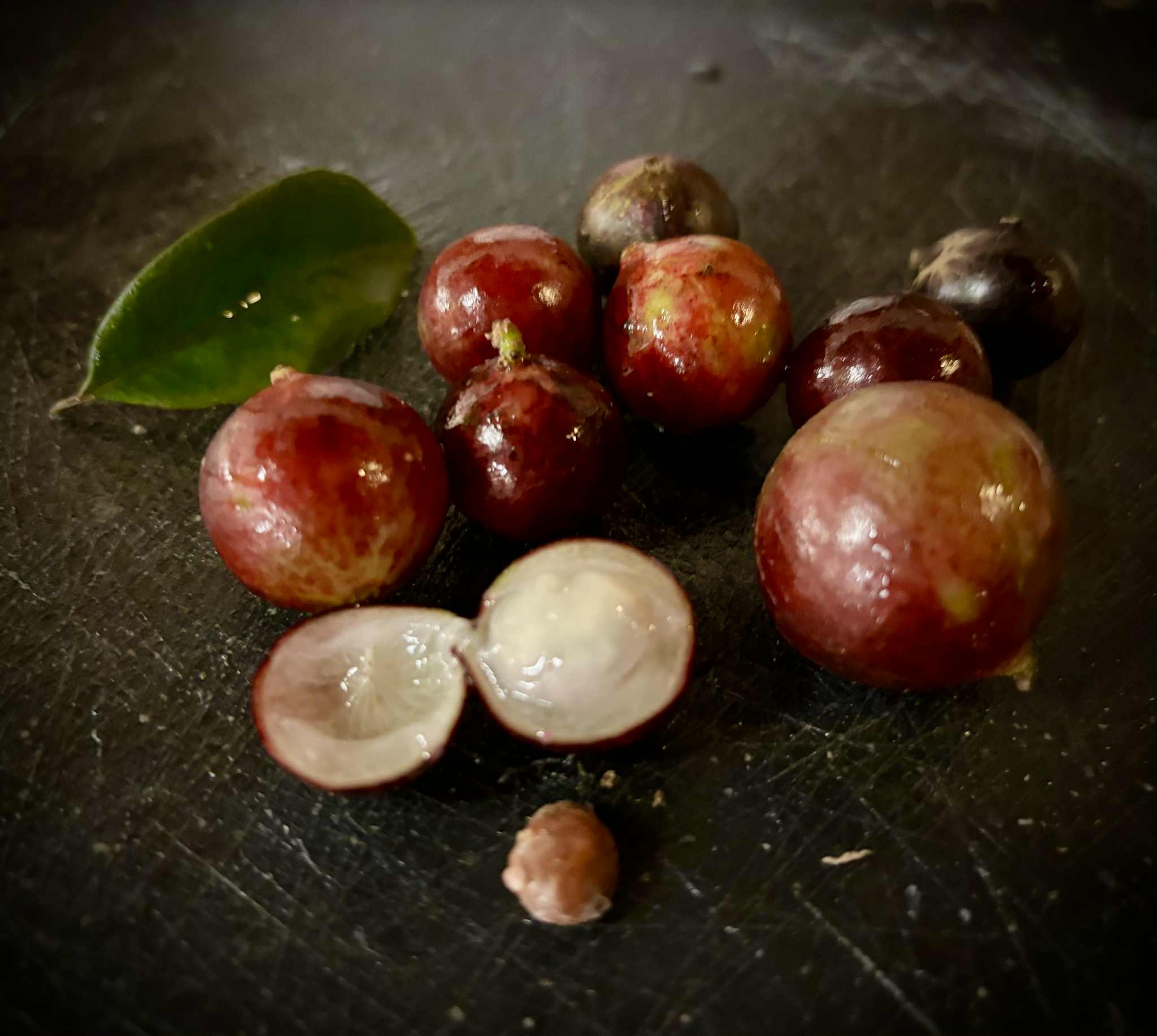 Jaboticaba Escarlate / Scarlet  (Plinia aureana x Red Hybrid) - 1 fresh seed / 1 frischer Samen