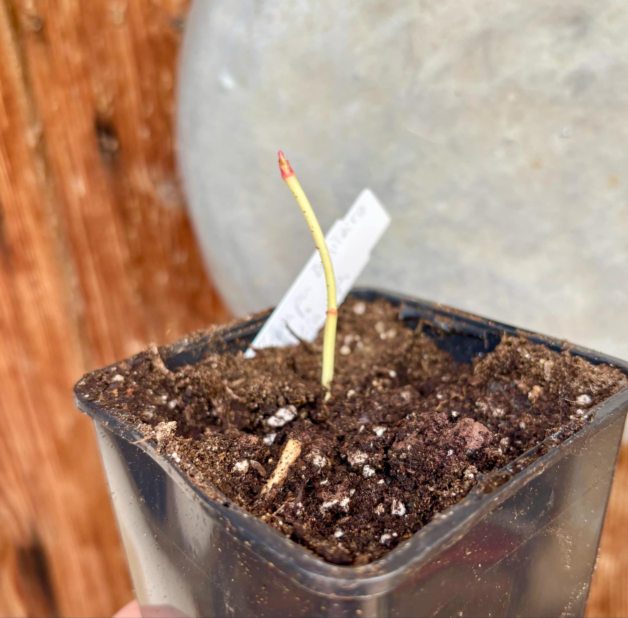 Cherapú Brasileiro - Garcinia sp. - 1 just potted seedling / 1 frisch, getopfter Sämling Cherapú Brasileiro - Garcinia sp. - 1 just potted seedling / 1 frisch, getopfter Sämling