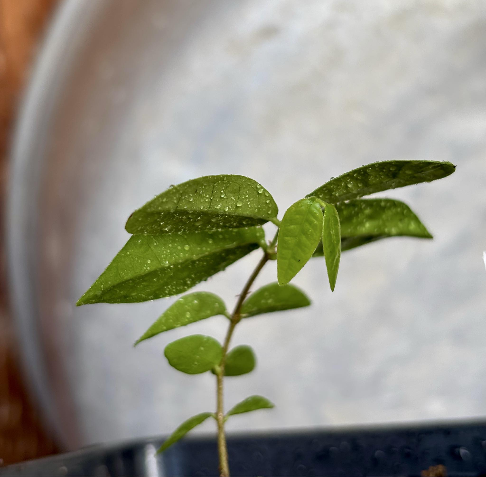 Eugenia hirta - 1 potted seedling/ 1 getopfter Sämling