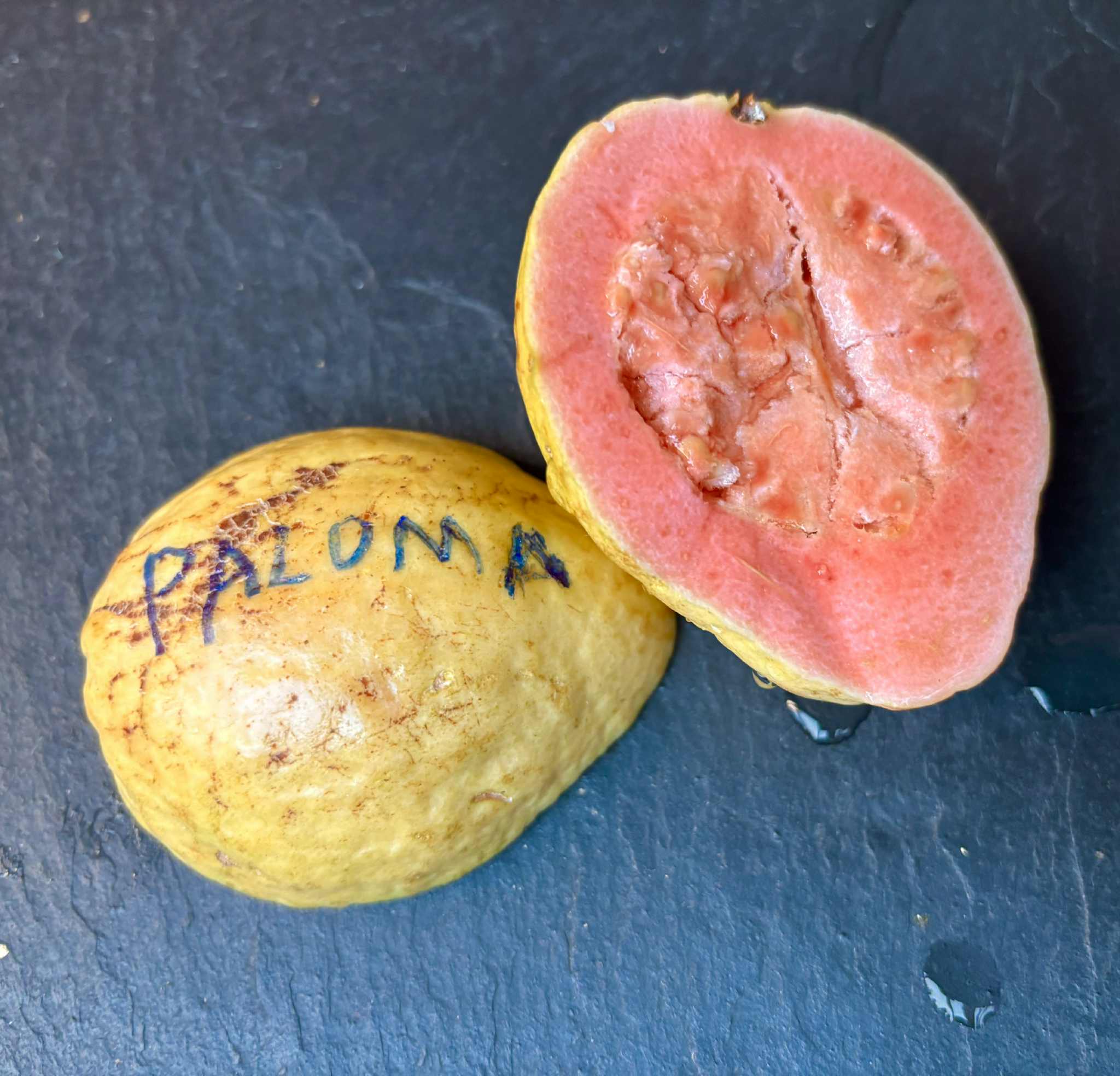 fruits after 2 years in Brasil - Psidium guajava  "Paluma"  - 2 fresh seeds / 2 frische Samen