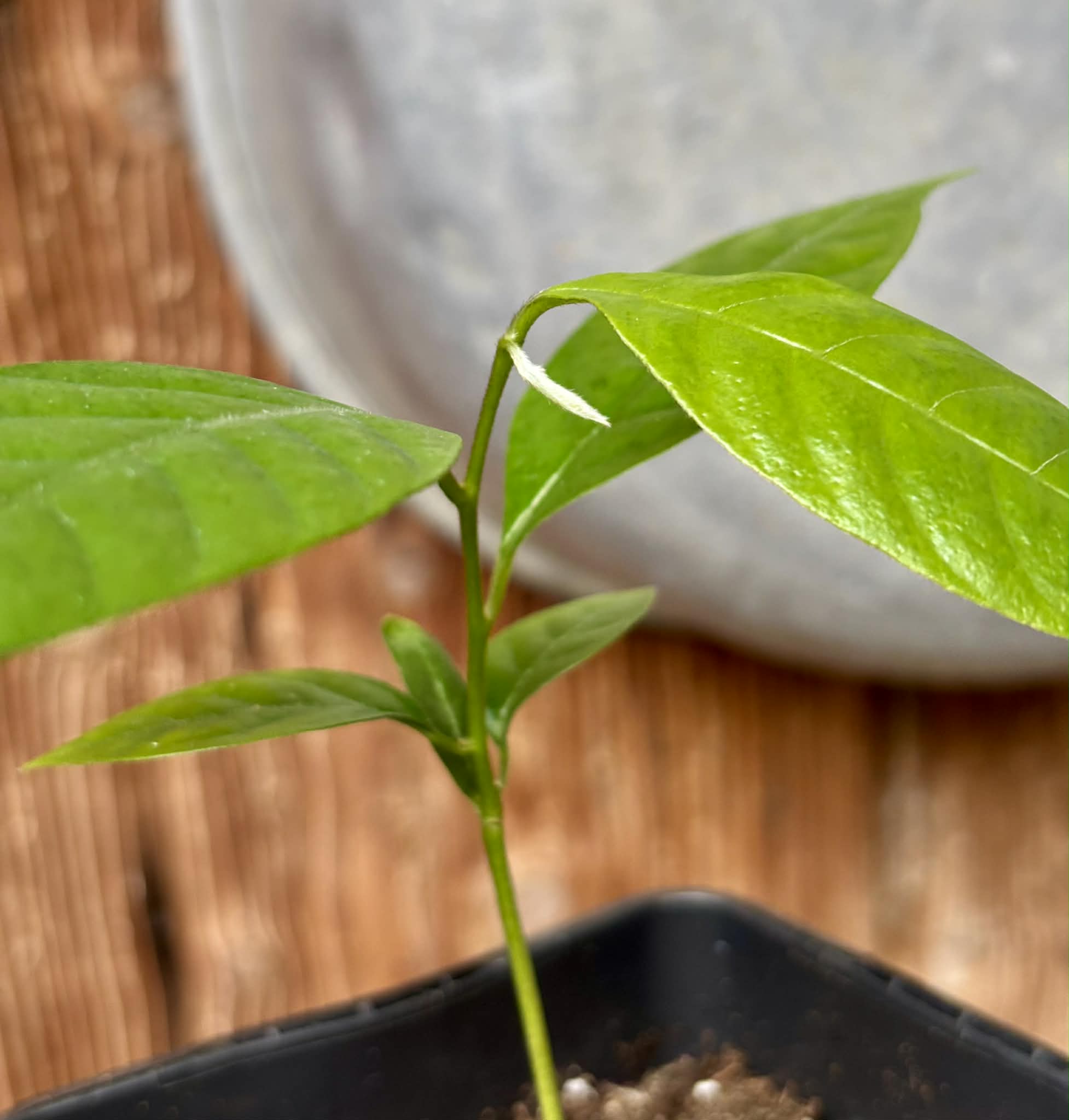 Annona rensoniana  - 1 potted seedling / 1 getopfter Sämling