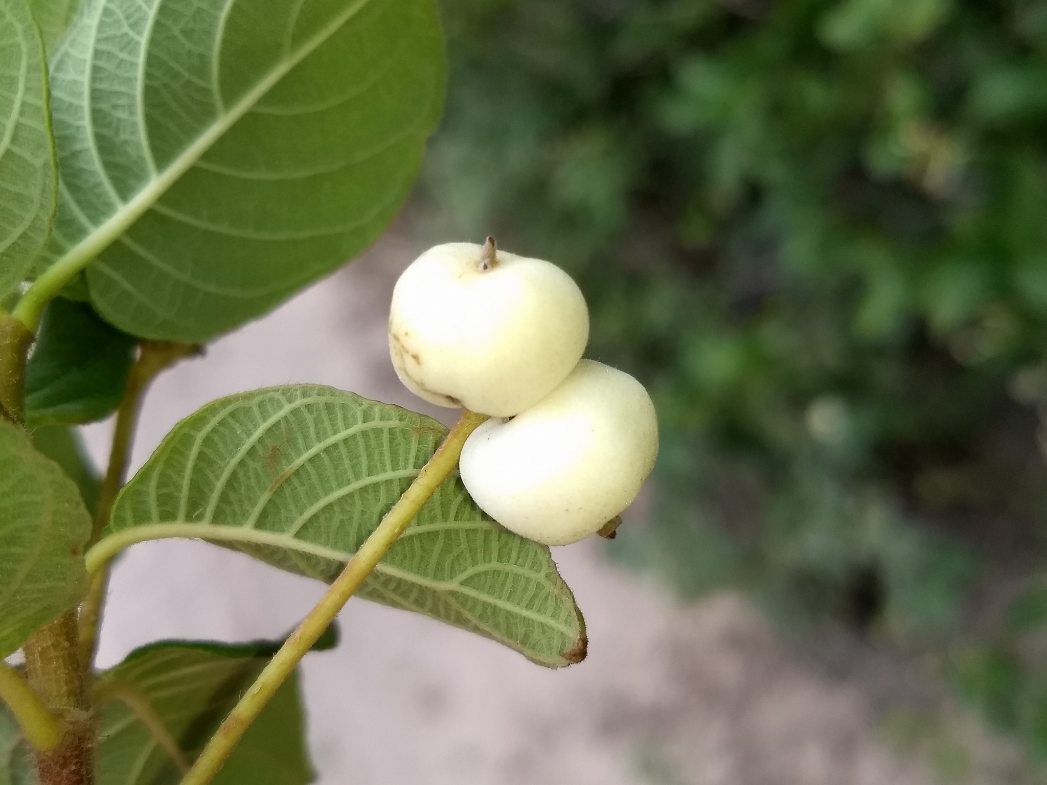 Veludo branco - Guettarda viburnoides -  1 fresh seed / 1 frischer Samen
