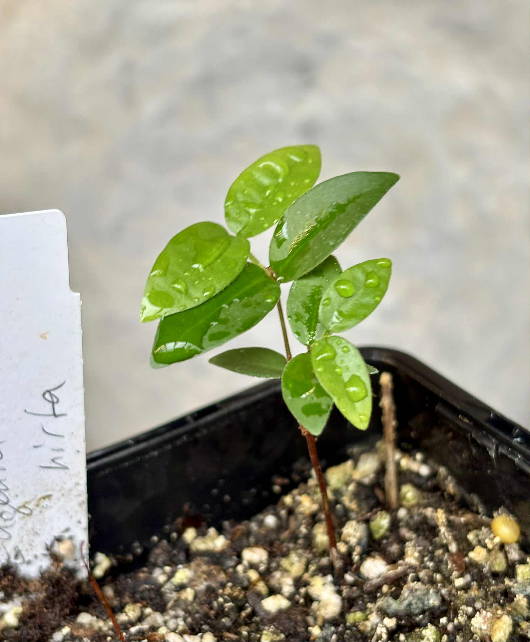 Eugenia hirta - 1 potted seedling/ 1 getopfter Sämling