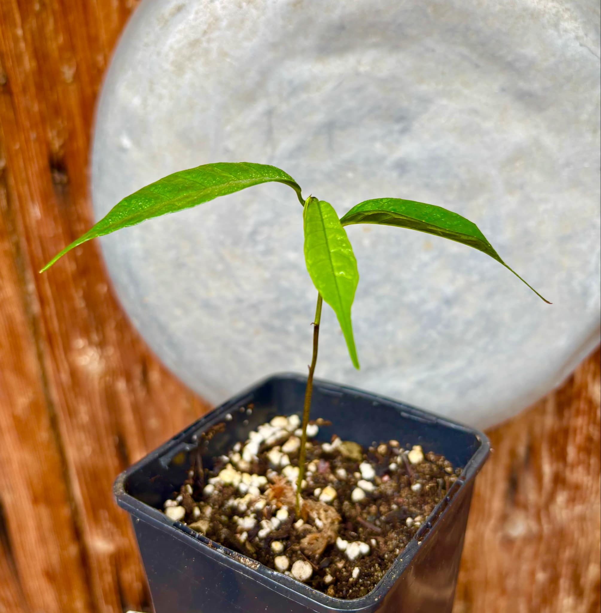 Kesusu (Prainea limpato) - 1 small potted seedling / 1 kleiner, getopfter Sämling Kesusu (Prainea limpato) - 1 small potted seedling / 1 kleiner, getopfter Sämling