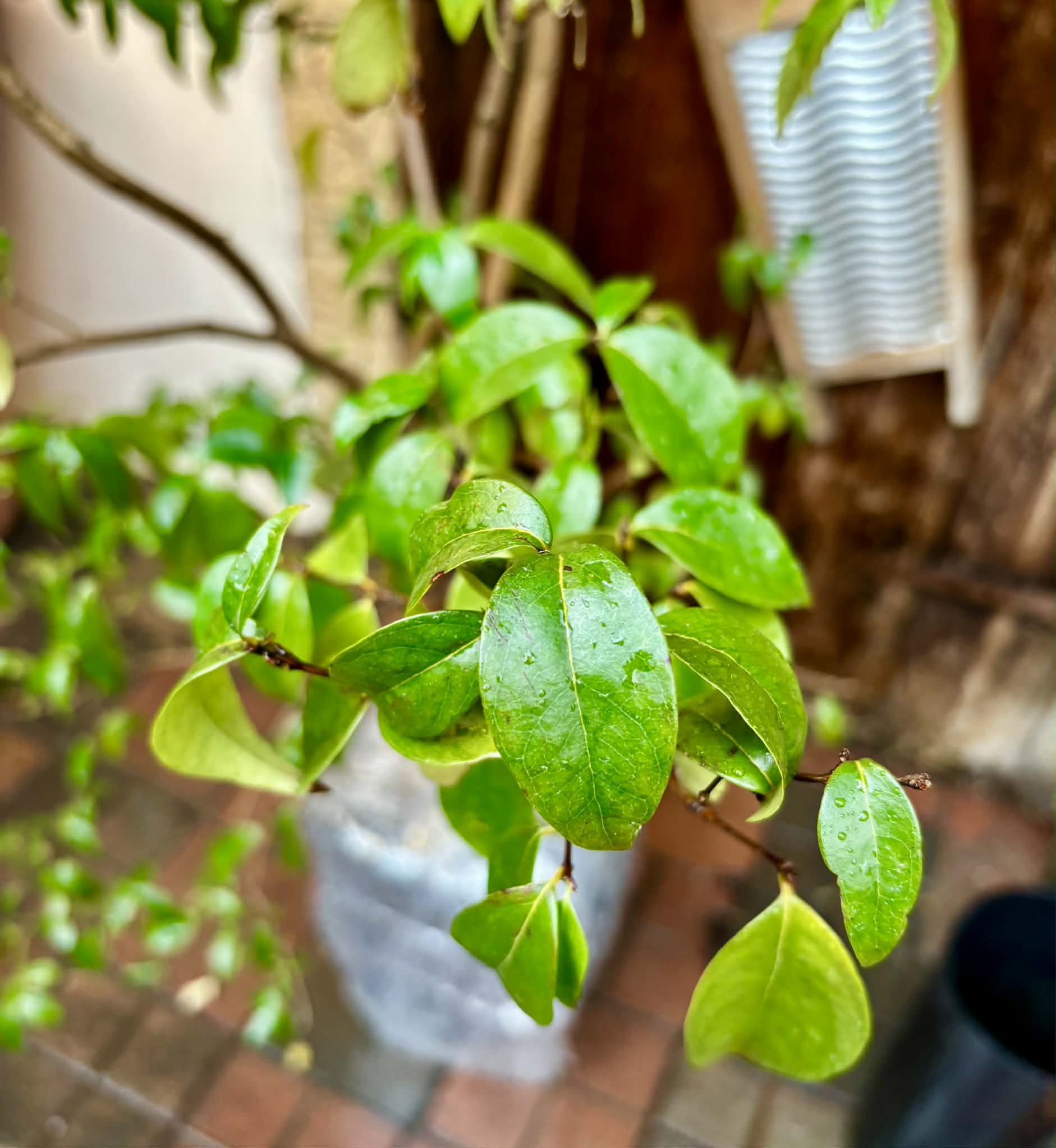 10 years old - many fruits every year - Eugenia uniflora var. Tutti Colore  - 1 plant / 1 Pflanze