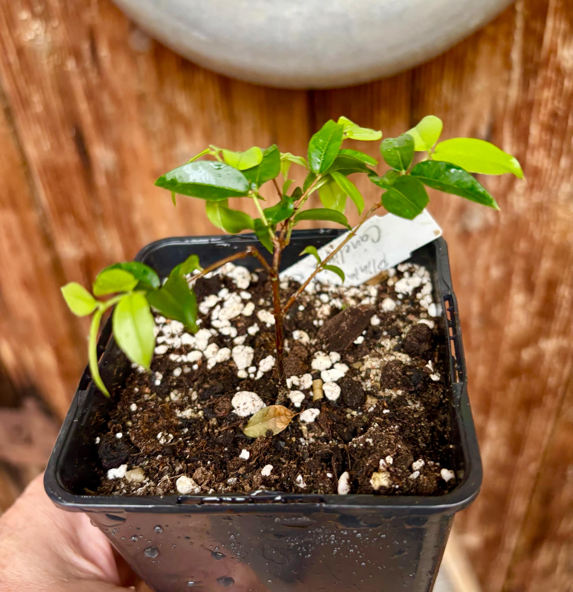 Jaboticaba - Plinia sp Canelinha Polpa rosea - 1 small potted seedling / 1 kleiner, getopfter Sämling