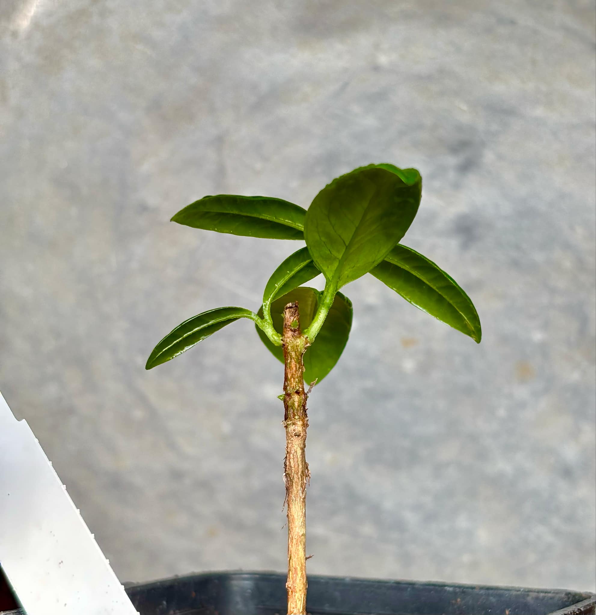 our last plant - Eugenia subavenia - 1 potted plant / 1 getopfte Pflanze