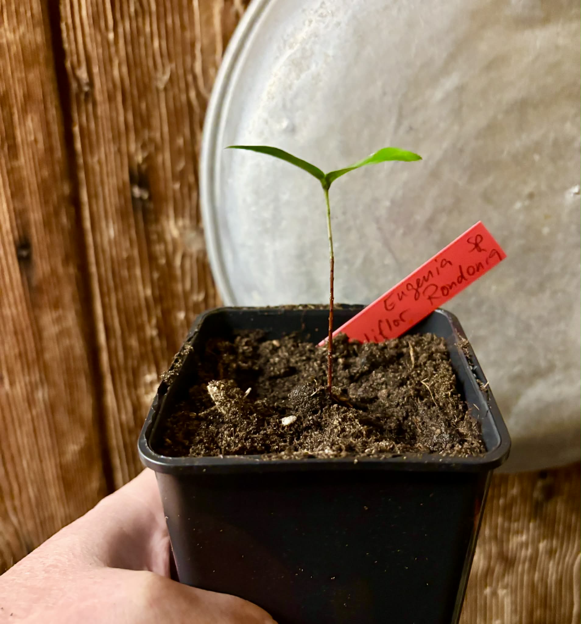 Eugenia sp cauliflor Rondonia - 1 potted seedling / 1 getopfter Sämling