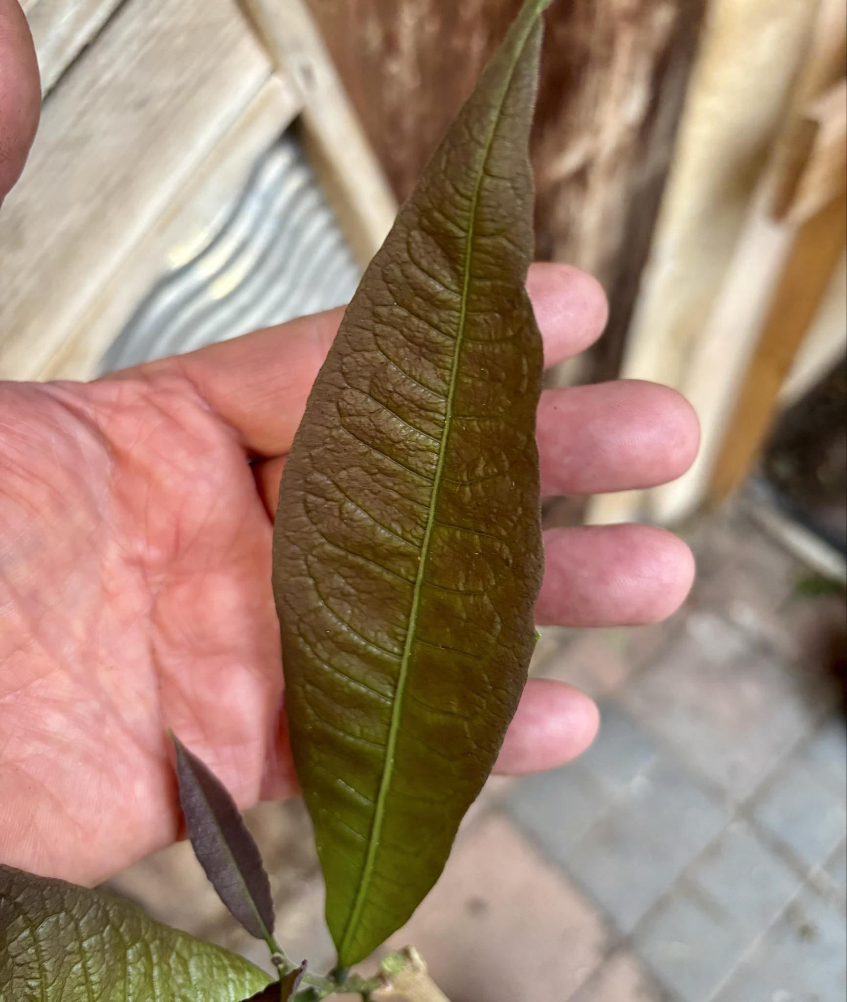 Sandpaper Vine (Petrea volubilis)  - 1 potted plant / 1 getopfte Pflanze