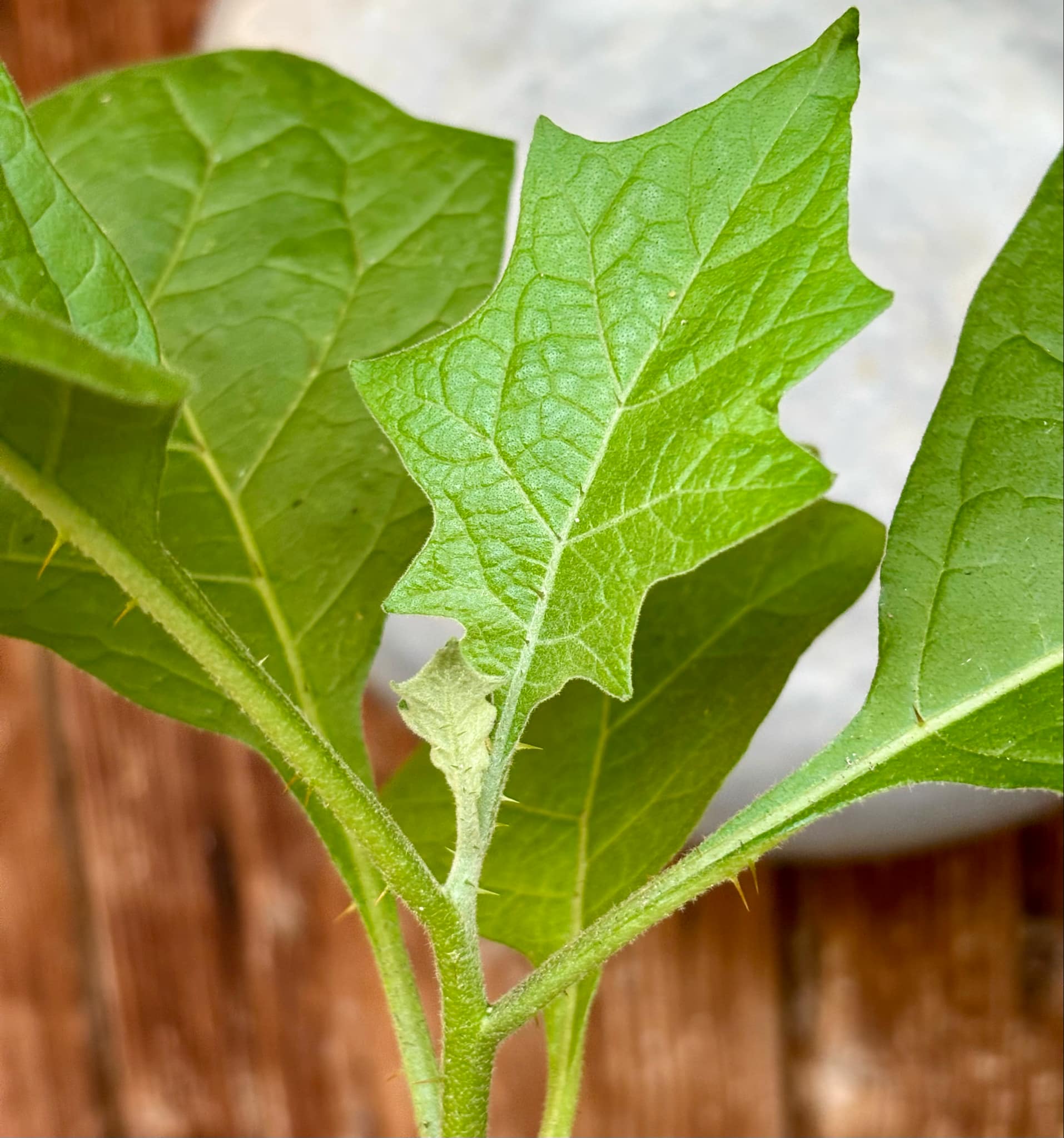 Juã-Açu - Solanum oocarpum - 1 potted plant / 1 getopfte Pflanze