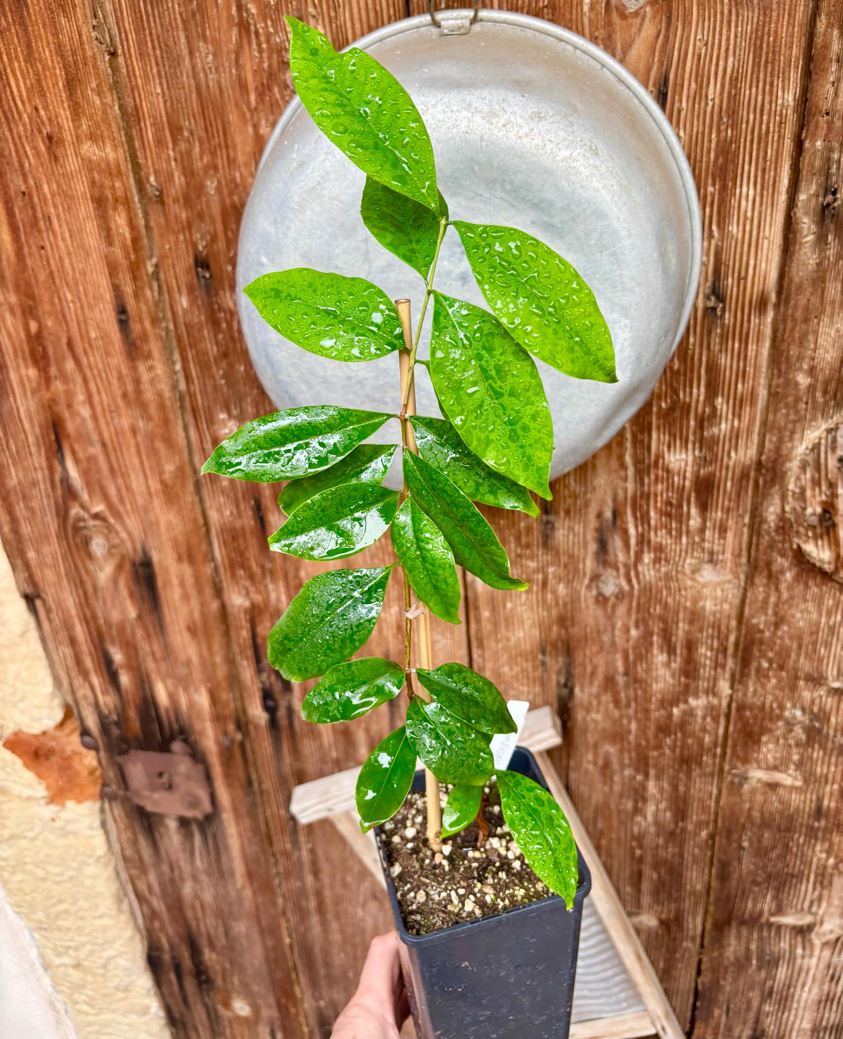 Pitanga de Perdez - Eugenia observa - 1 potted plant / 1 getopfte Pflanze