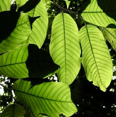 Annona rensoniana  - 2 germinated seeds / 2 gekeimte Samen