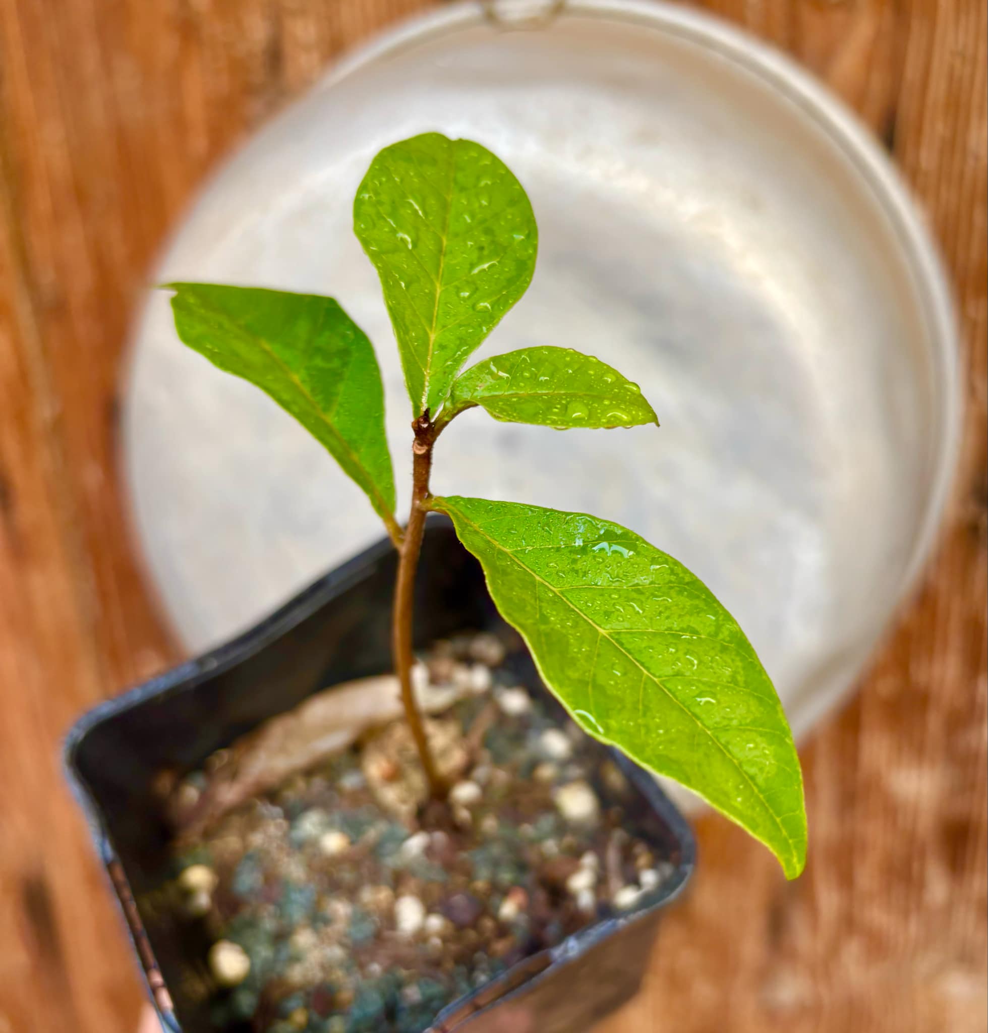 Marmixa (Pradosia lactescens) - 1 potted plant / 1 getopfte Pflanze