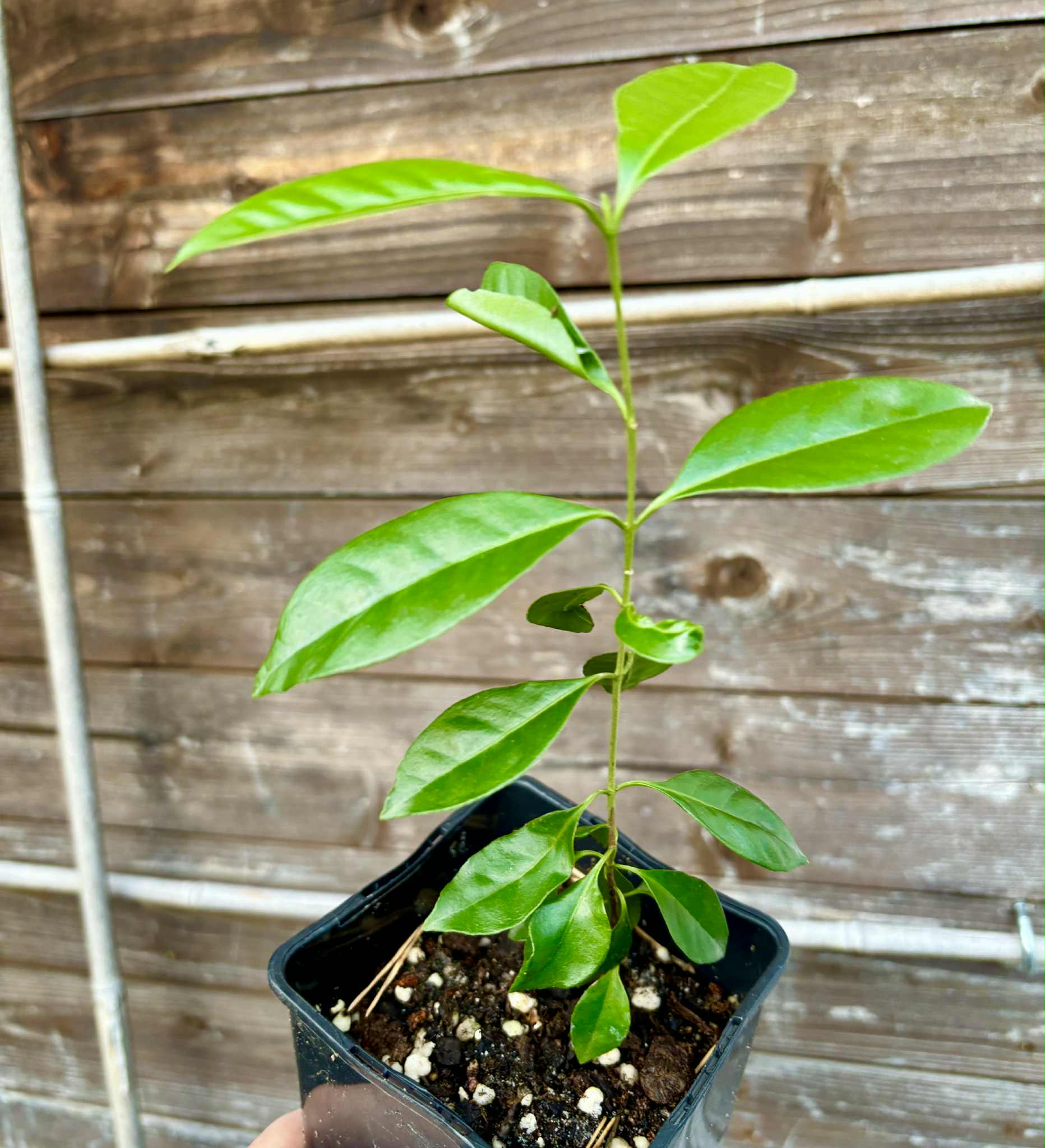 Psidium cattleyanum - Strawberry Guava  - 1 potted plant / 1 getopfte Pflanze
