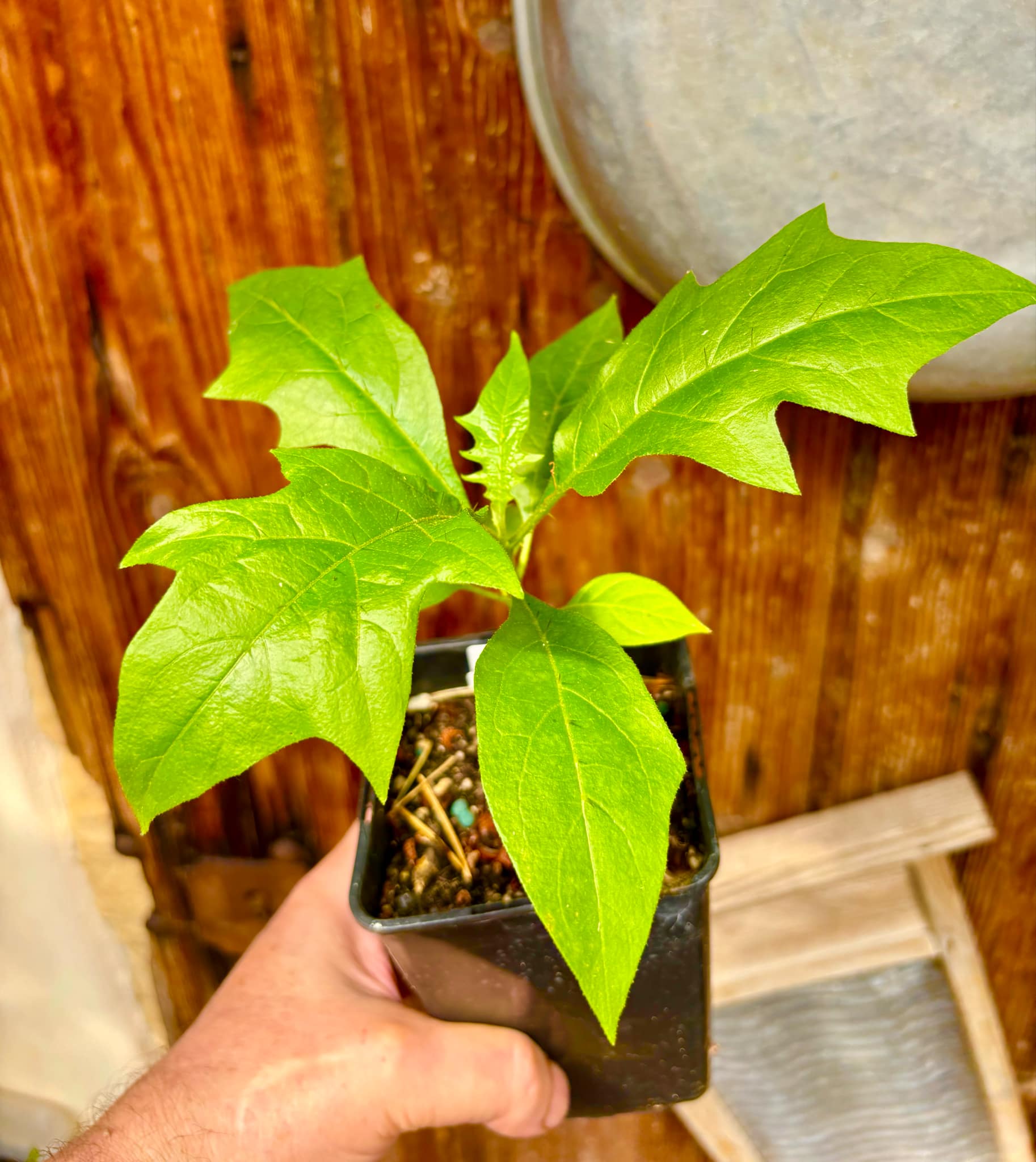Juá do Jequitinhonha (Solanum schizandrum) - 1 potted seedling / 1 getopfter Sämling