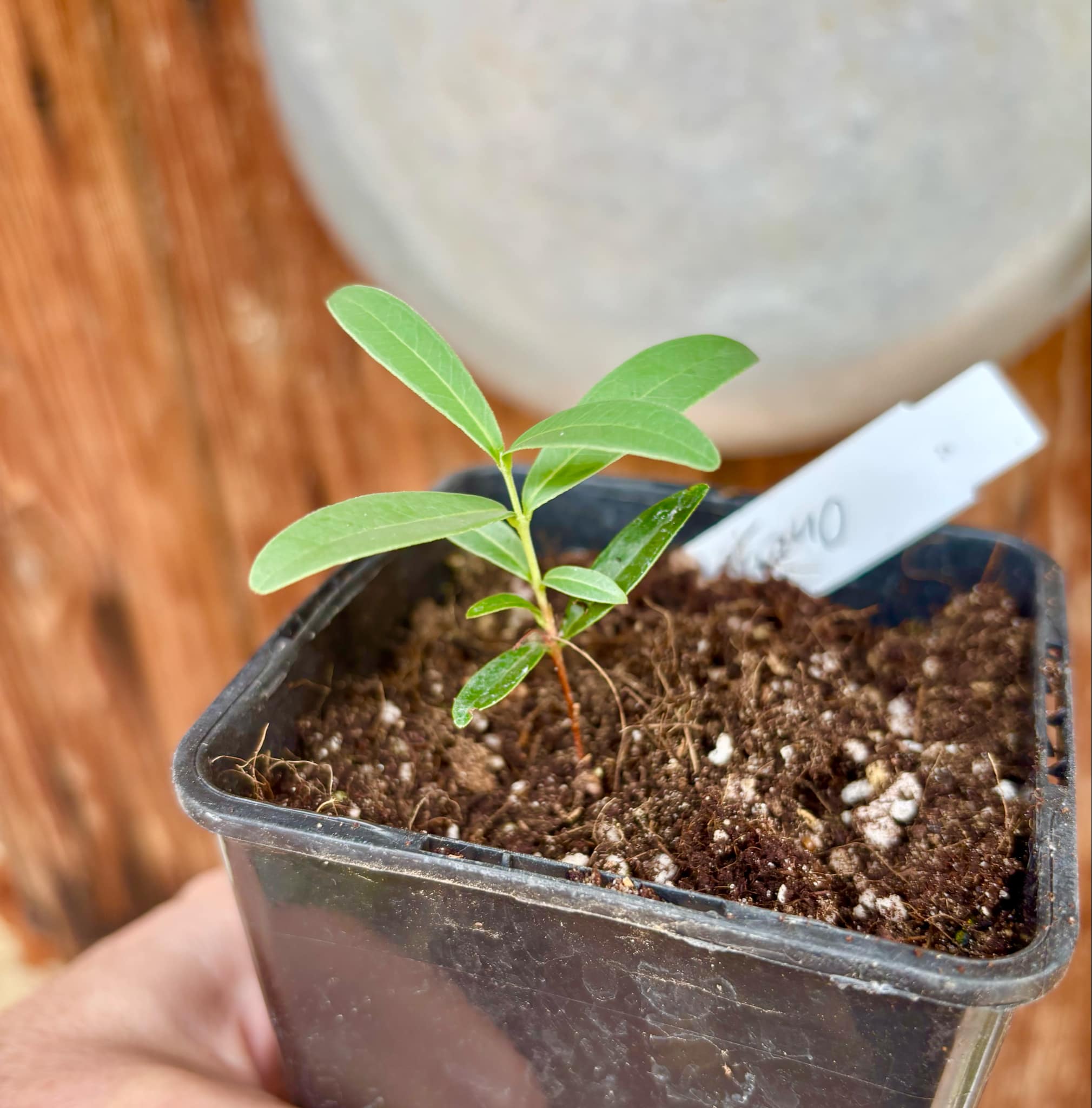 CEREJINHA DE JAGUARIÚNA - Eugenia punicifolia var. Oncas Doce - 1 potted plant / 1 getopfte Pflanze
