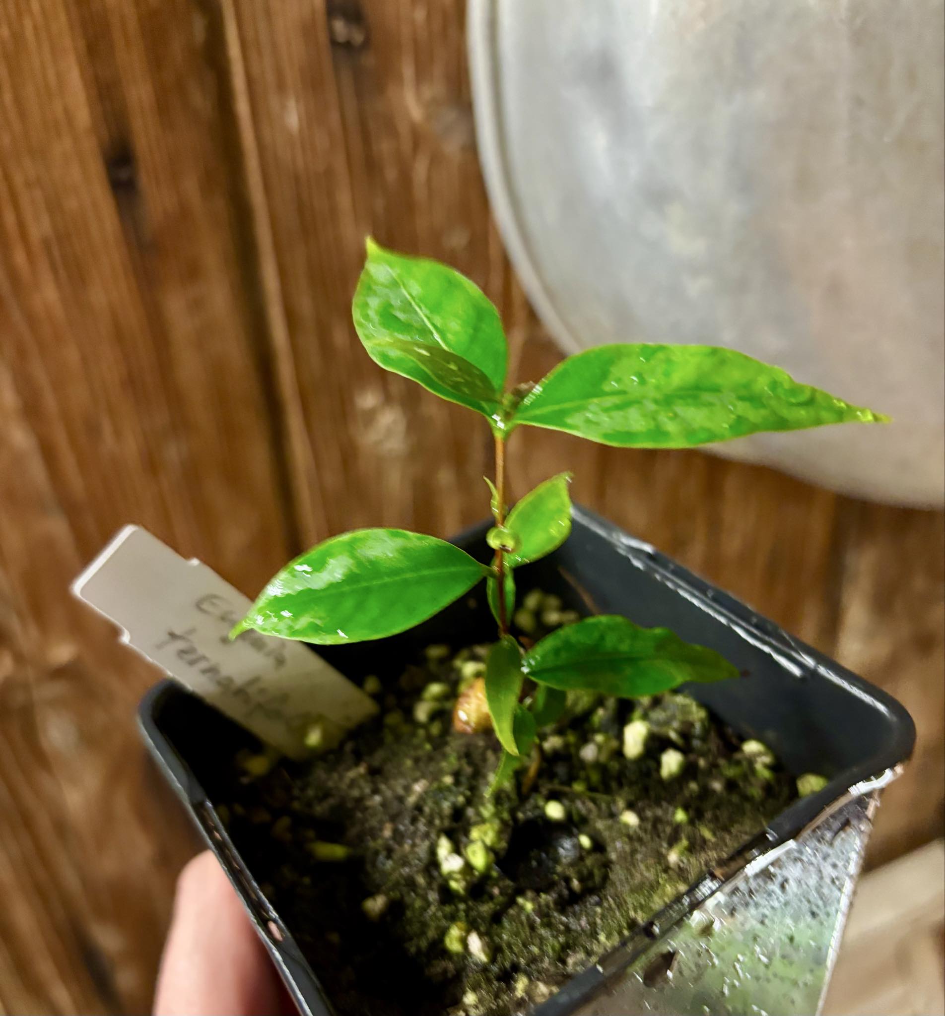 Uvaia maracuja (Eugenia ternatifolia) - 1 potted seedling / 1 getopfter Sämling