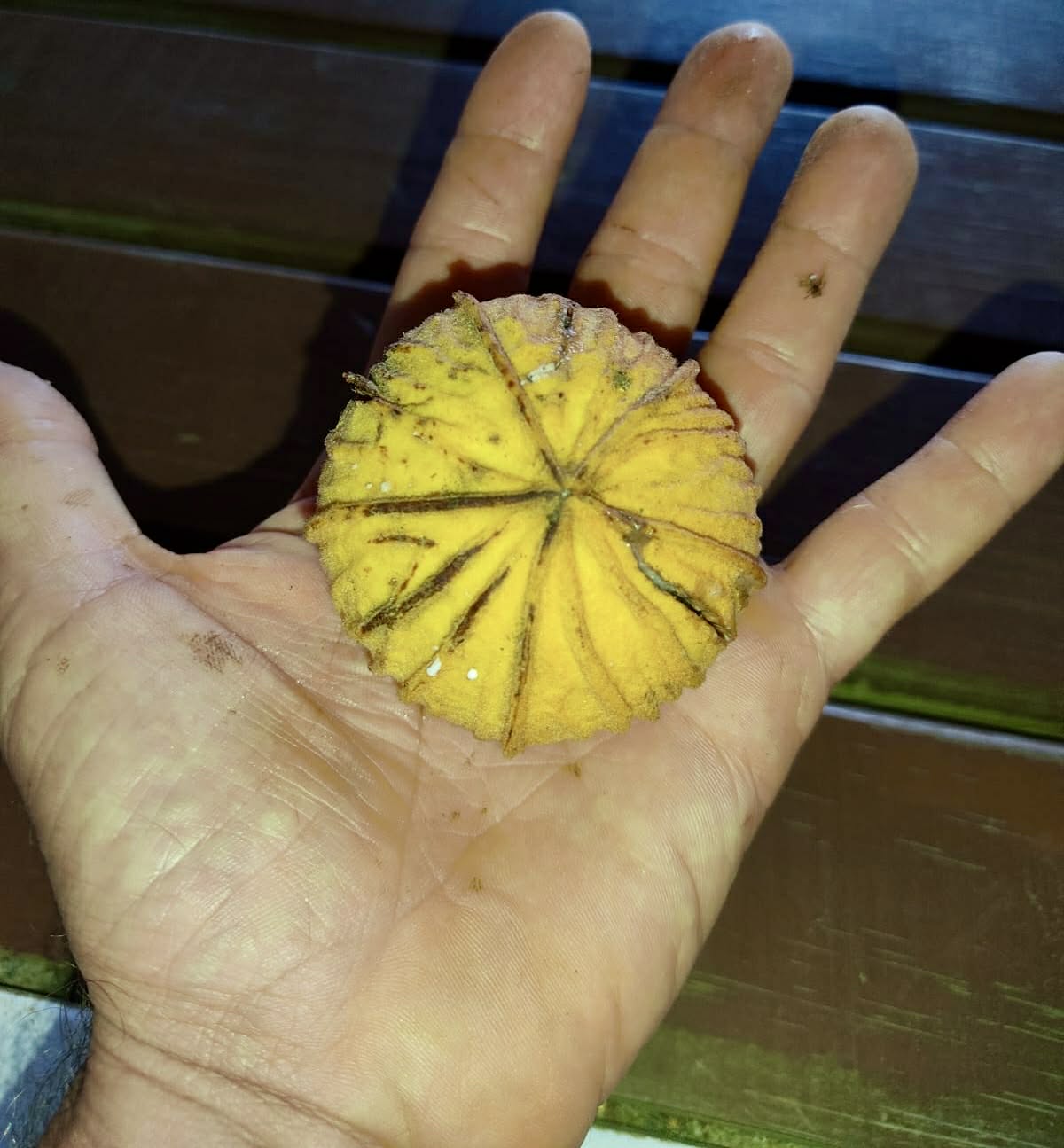 Pre Order - Ecclinusa ramiflora -  1 fresh seed / 1 frischer Samen