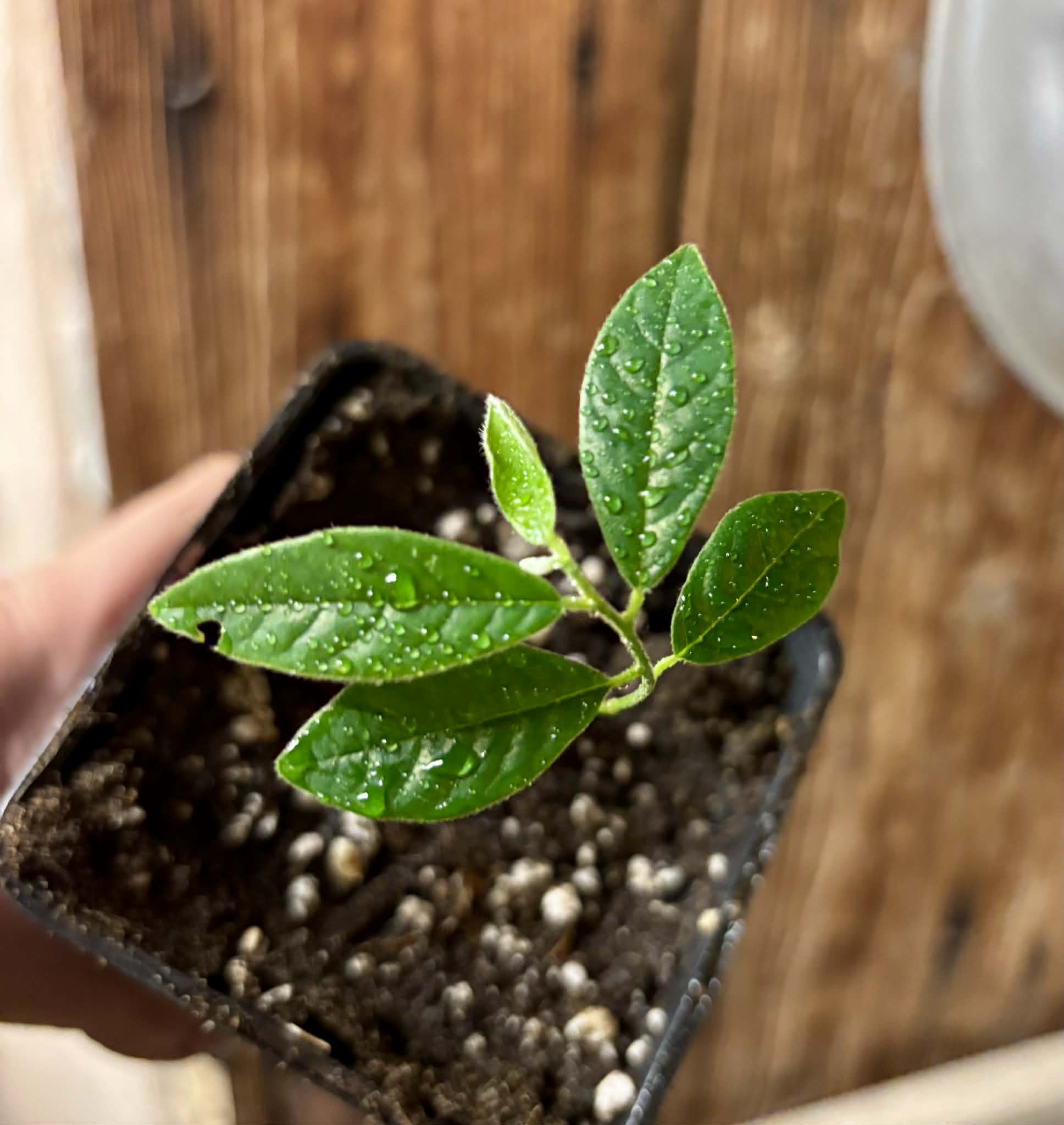 Uvaria hirsuta -  1 small potted seedling / 1 kleiner, getopfter Sämling