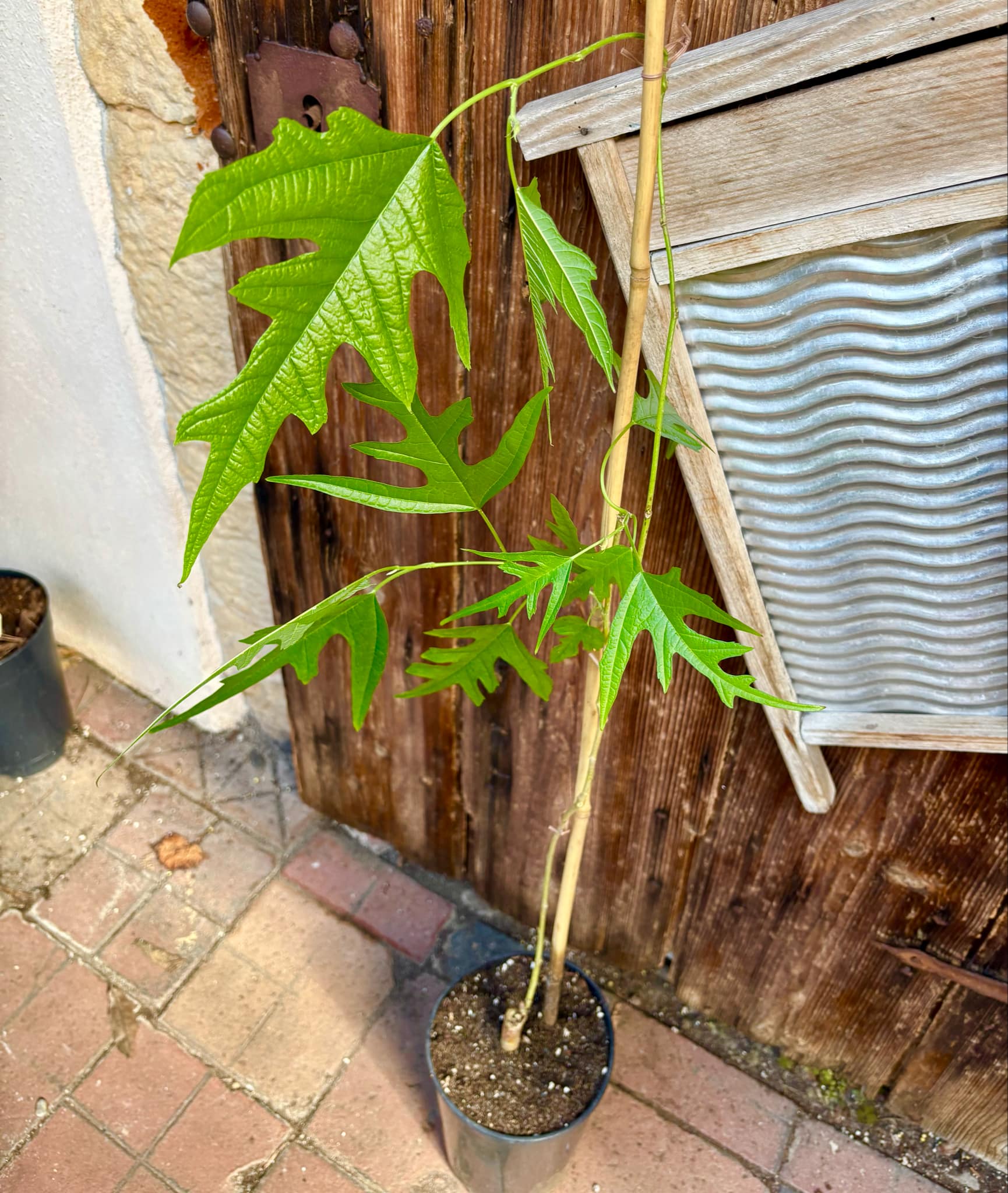 Mulberry Chicken Claw (Morus trilobata) - 1 grafted, potted plant / 1 veredelte, getopfte Pflanze