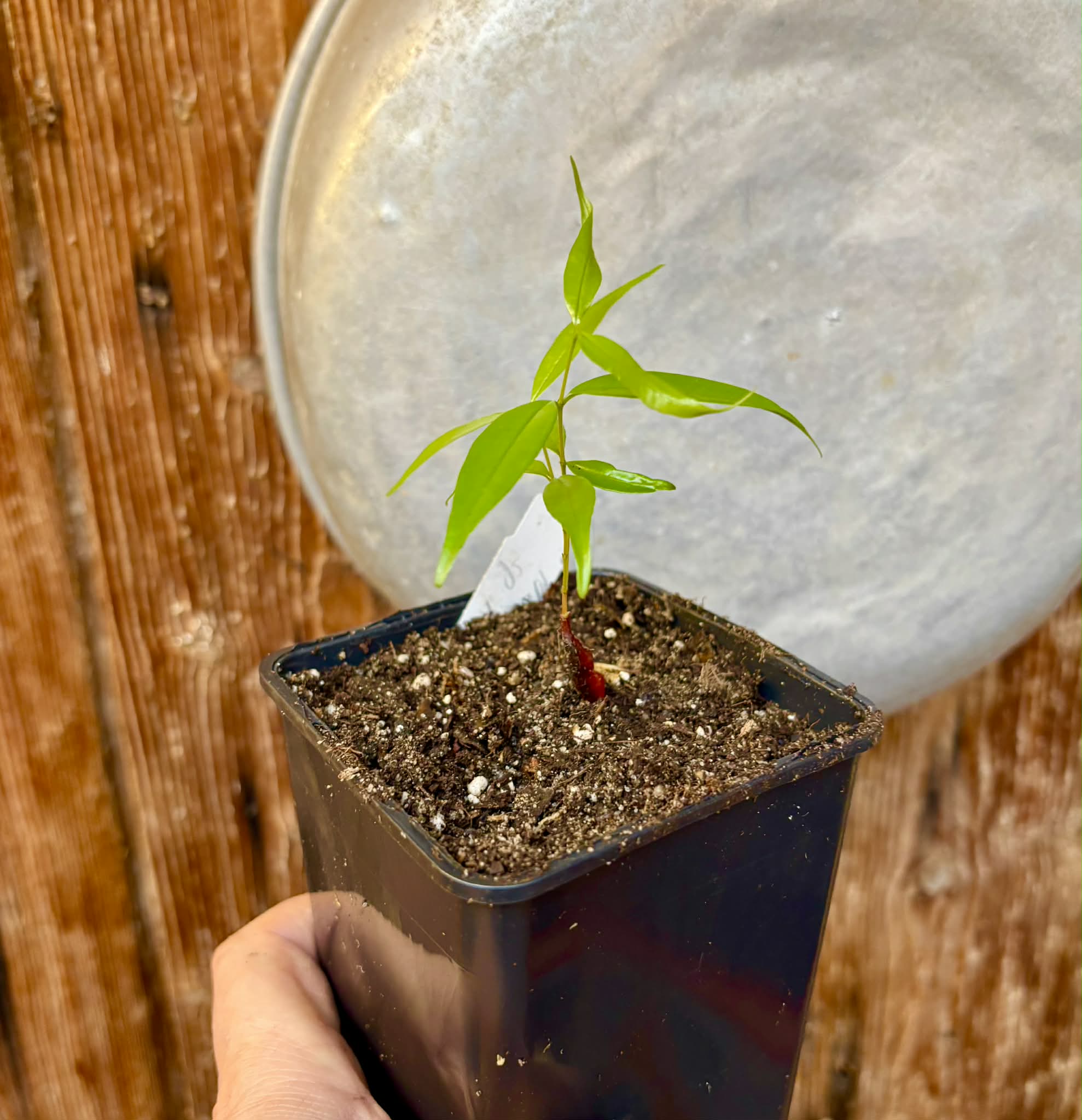 only 1 available - Neomitranthes sp Hortelo Tijuípe - 1 potted seedling / 1 getopfter Sämling