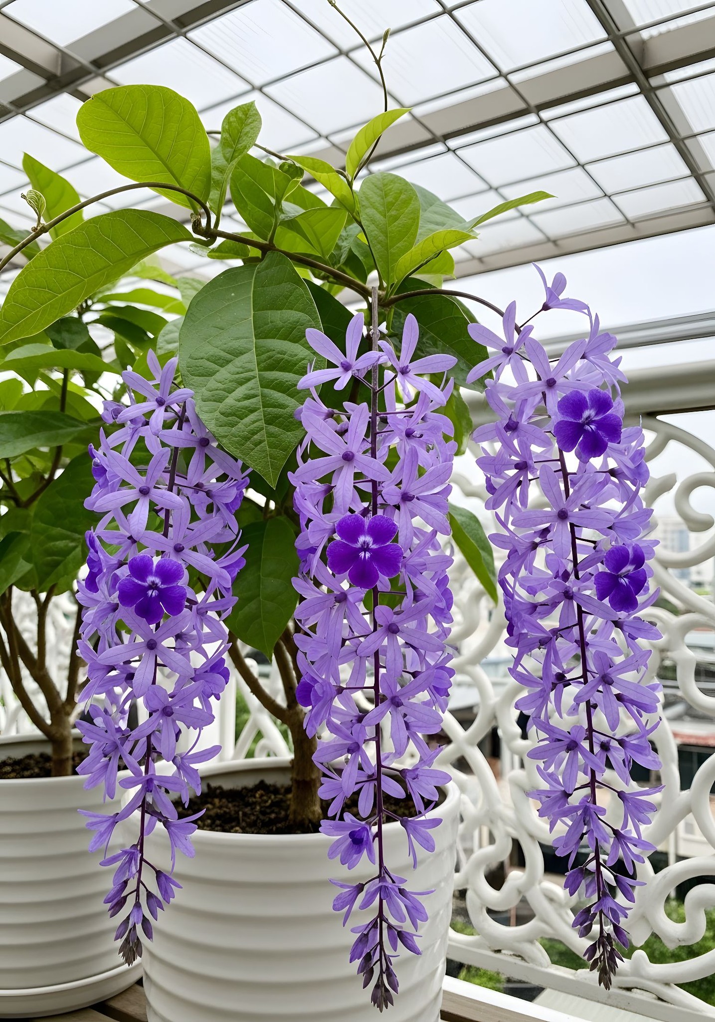Sandpaper Vine (Petrea volubilis)  - 1 potted plant / 1 getopfte Pflanze