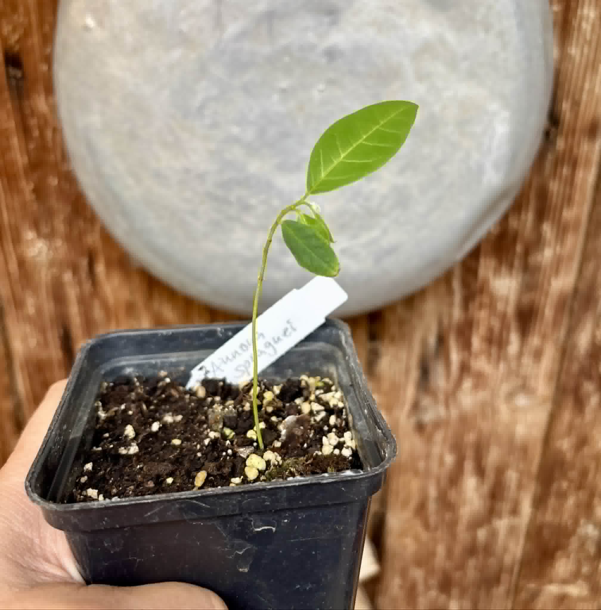 Annona spraguei - Nonita - 1 potted seedling / 1 getopfter Sämling