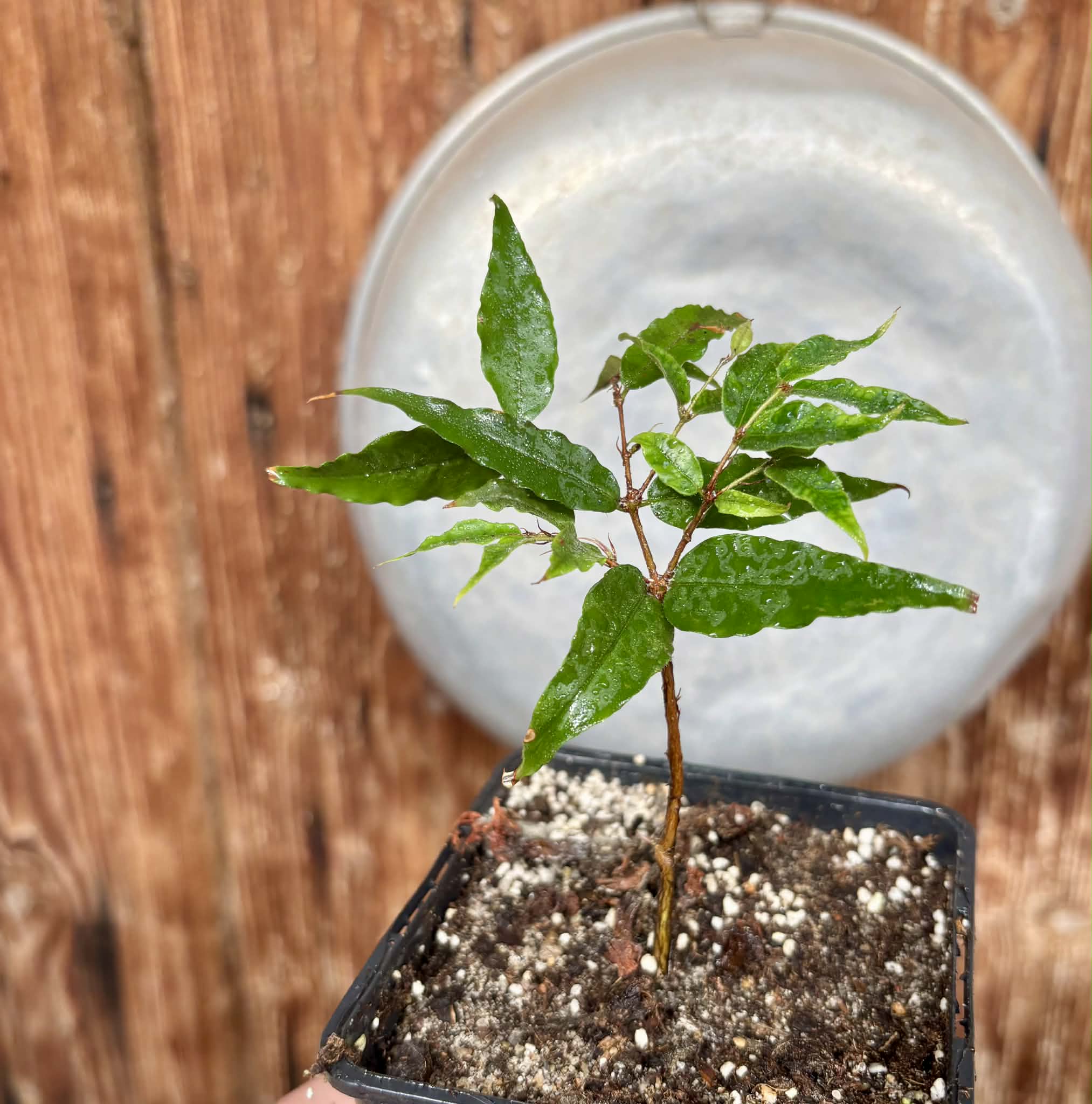 Plinia spiritosantensis var. Mucuri Velvet - 1 potted plant/ 1 getopfte Pflanze