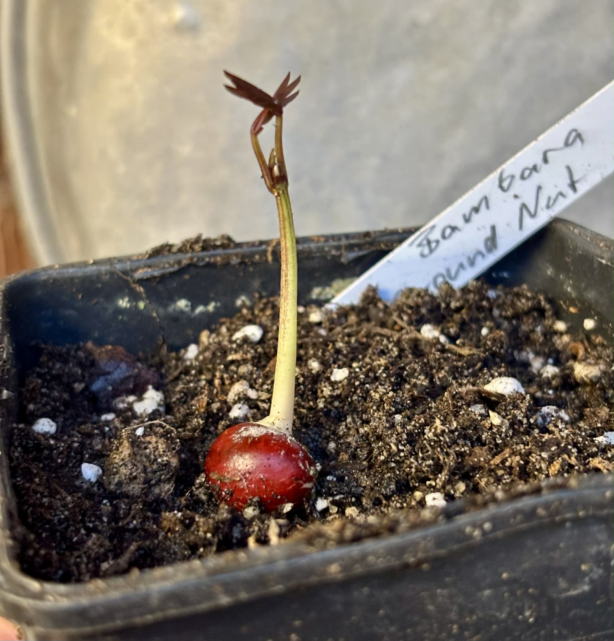 Bambara Groundnut (Vigna subterranea) -  1 potted plant / 1getopfte Pflanze