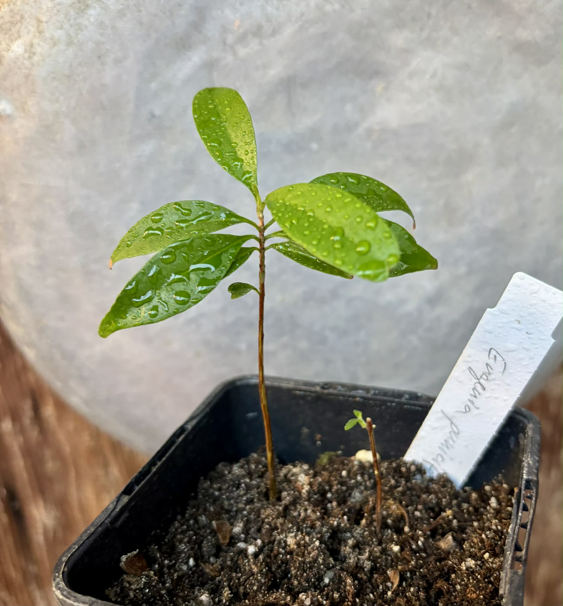 Eugenia punicifolia - 1 potted plant / 1 getopfte Pflanze