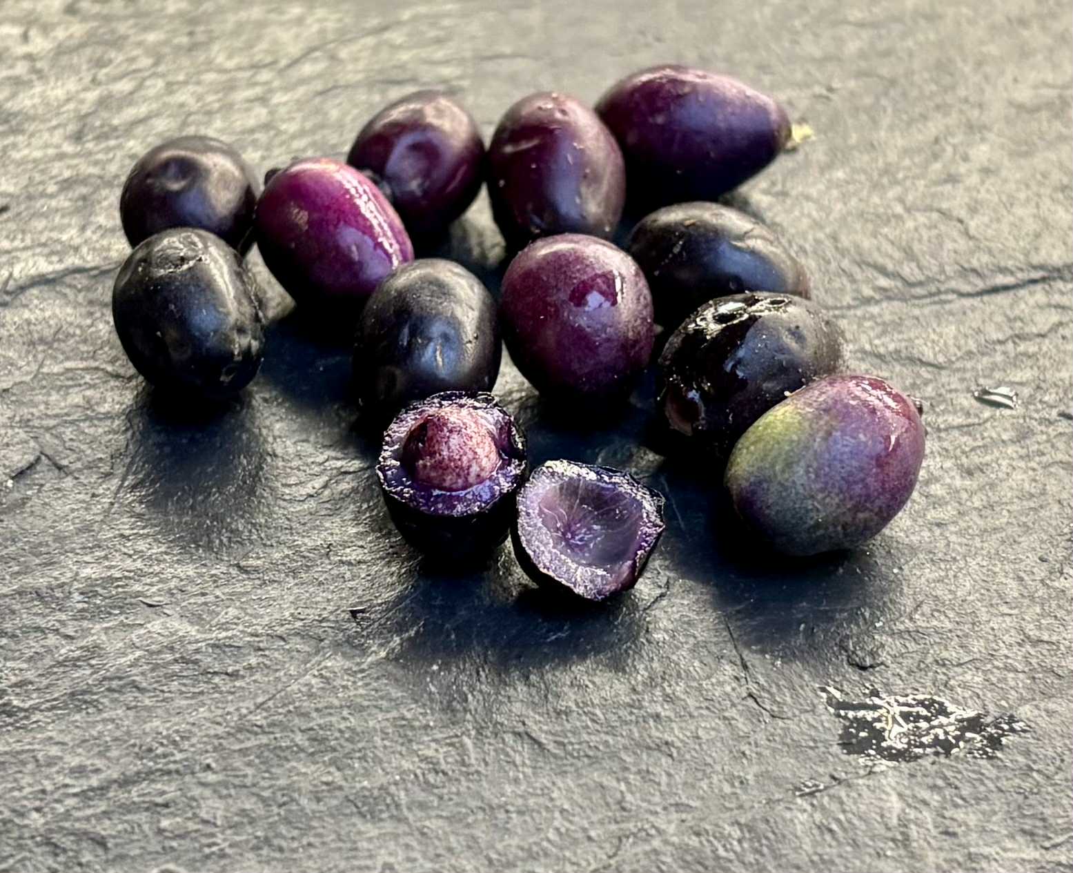 Syzygium cordatum - Water berry - 3 fresh seeds / 1 frischer Samen
