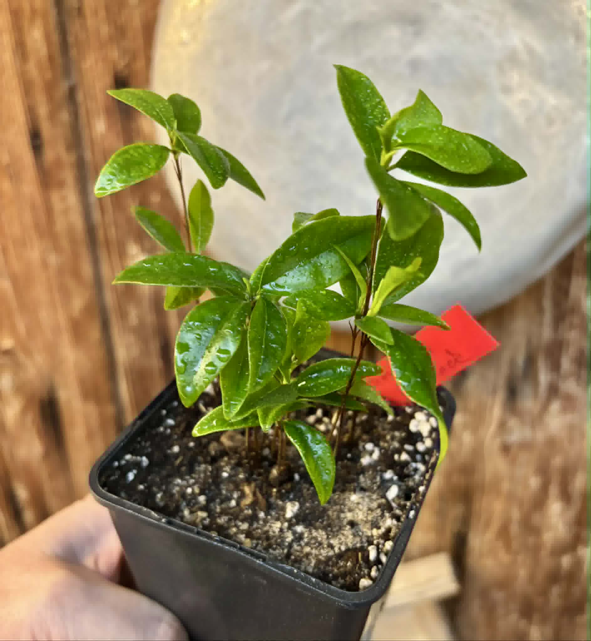 10 in 1 pot - Grumixama (Eugenia brasiliensis) - 10 seedlings in one pot / 10 Sämlinge in einem Topf