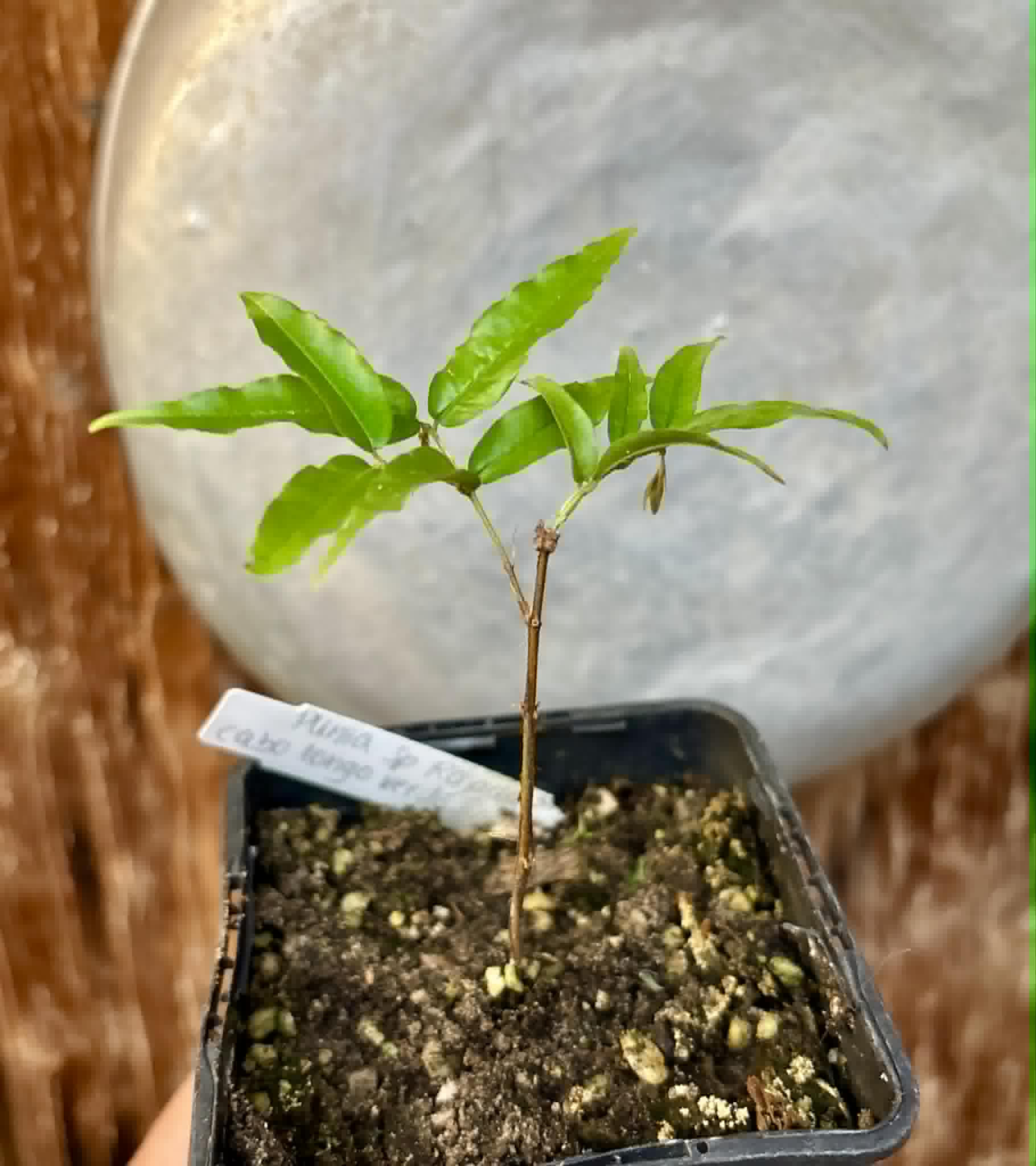 Plinia sp Rajada Cabo longo verde Tupinamba - Jaboticaba -  1 potted seedling / 1 getopfter Sämling