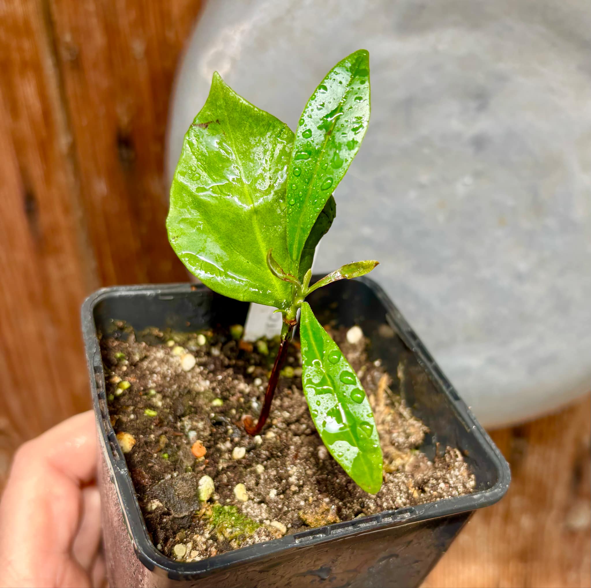 our last plant - Myrcia sp Quina -  1 potted plant / 1 getopfte Pflanze
